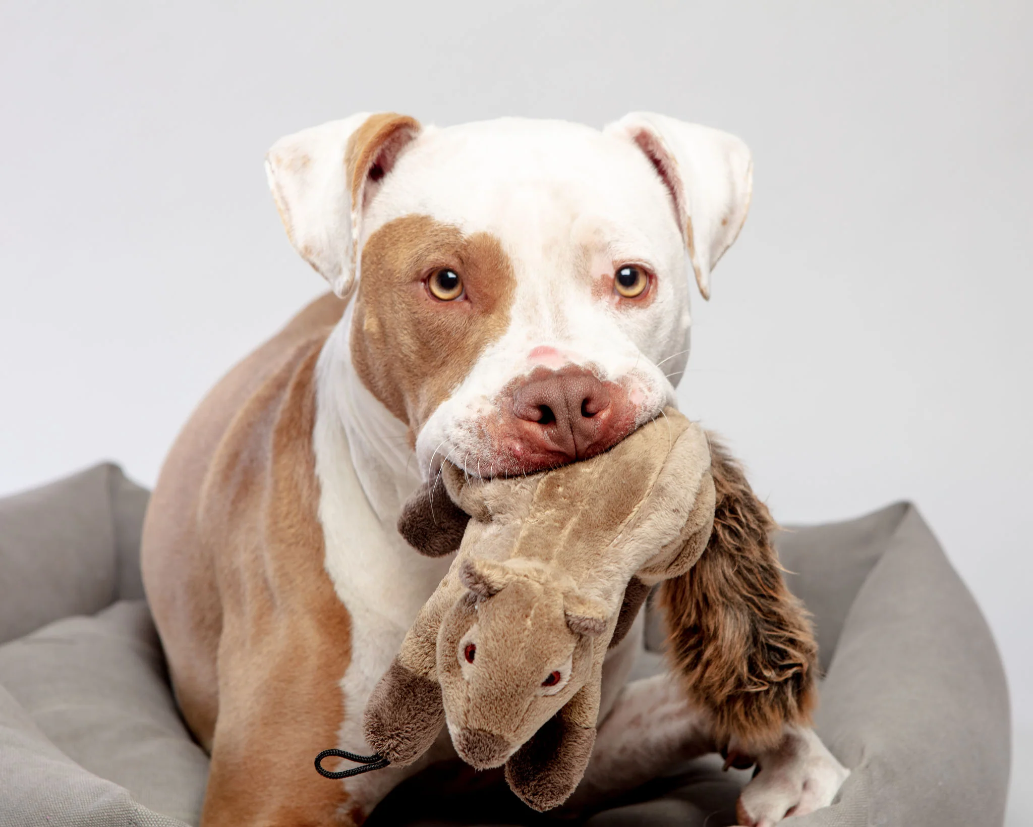 Peanut the Squirrel Squeaky Dog Plush Toy - Image 4