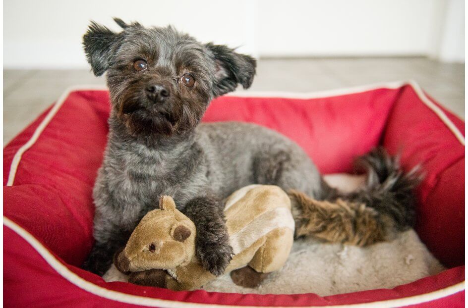 Peanut the Squirrel Squeaky Dog Plush Toy - Image 5