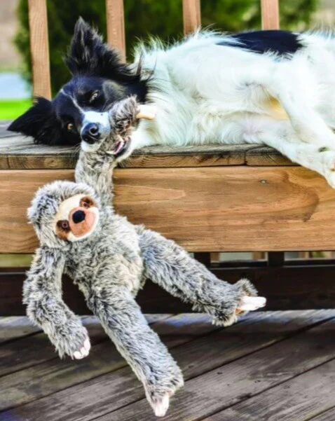 Tico the Sloth Squeaky Plush Dog Toy - Image 3