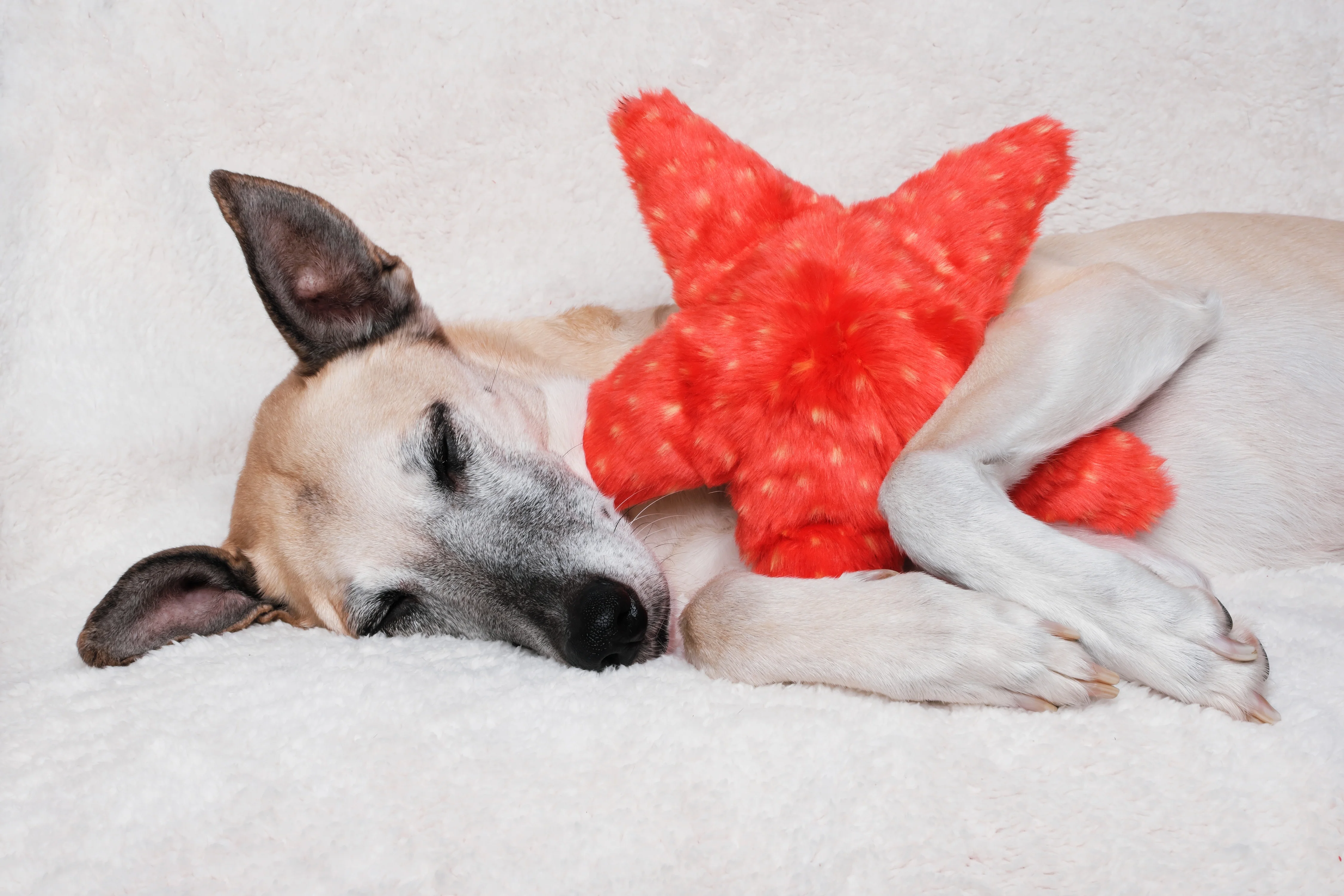 Ziggy Starfish Plush Dog Toy - Image 6