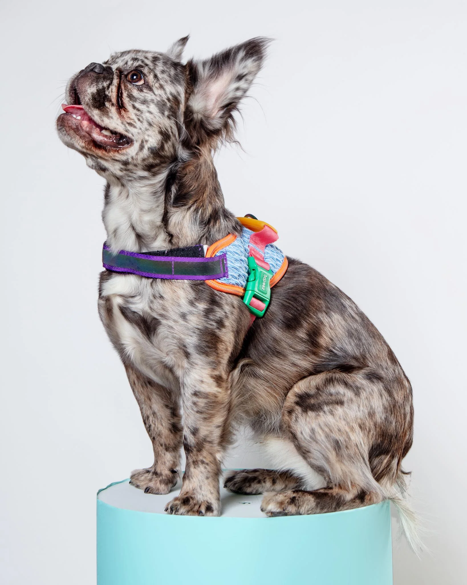 Flyharness in Galaxy for Dogs (FINAL SALE)