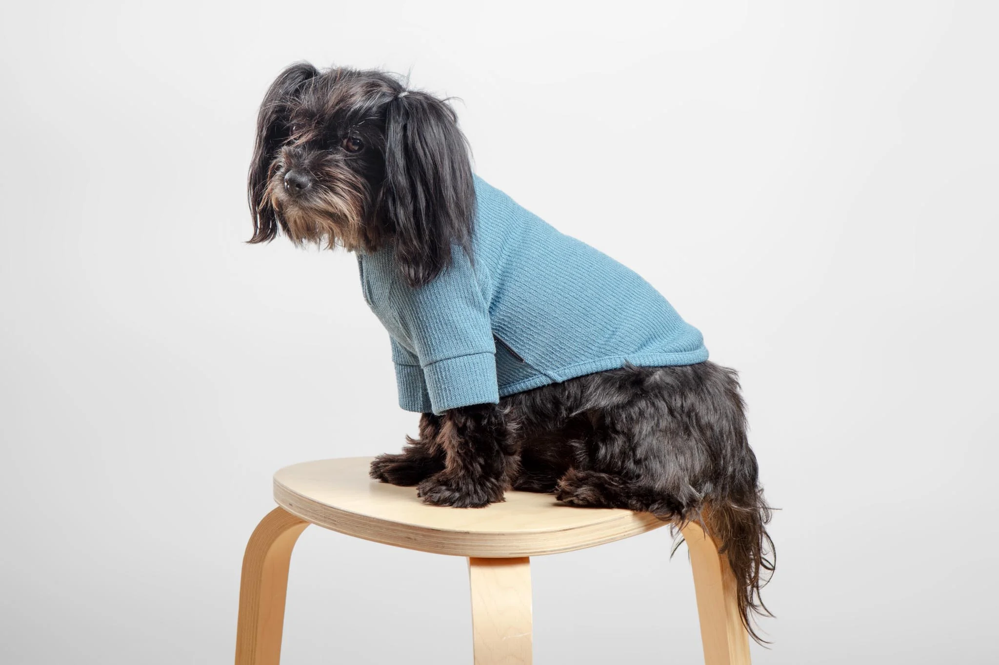 Foldover Half-Zip Dog Knit Sweater (FINAL SALE) - Image 6
