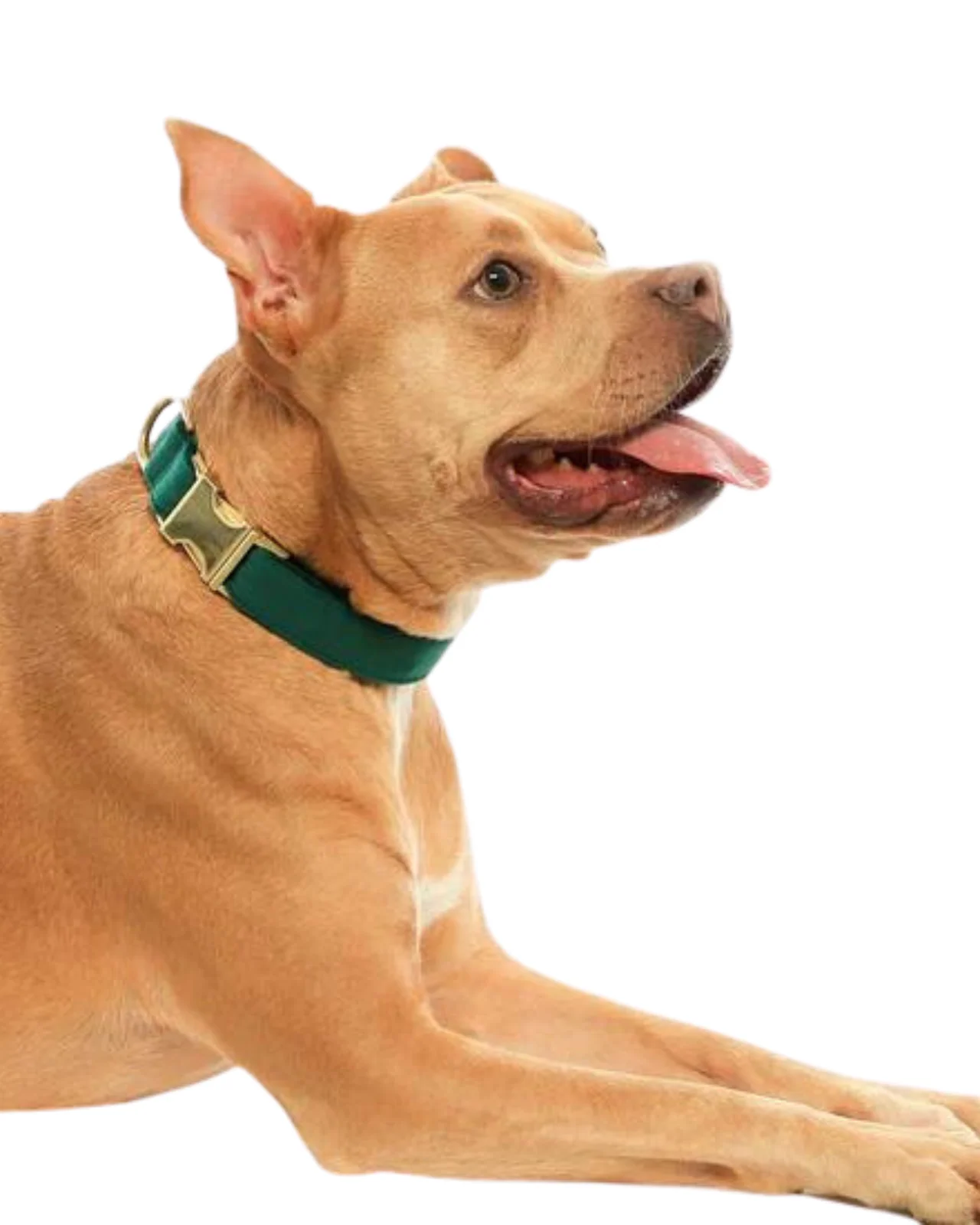 Forest Green Velvet Dog Collar (FINAL SALE) - Image 3