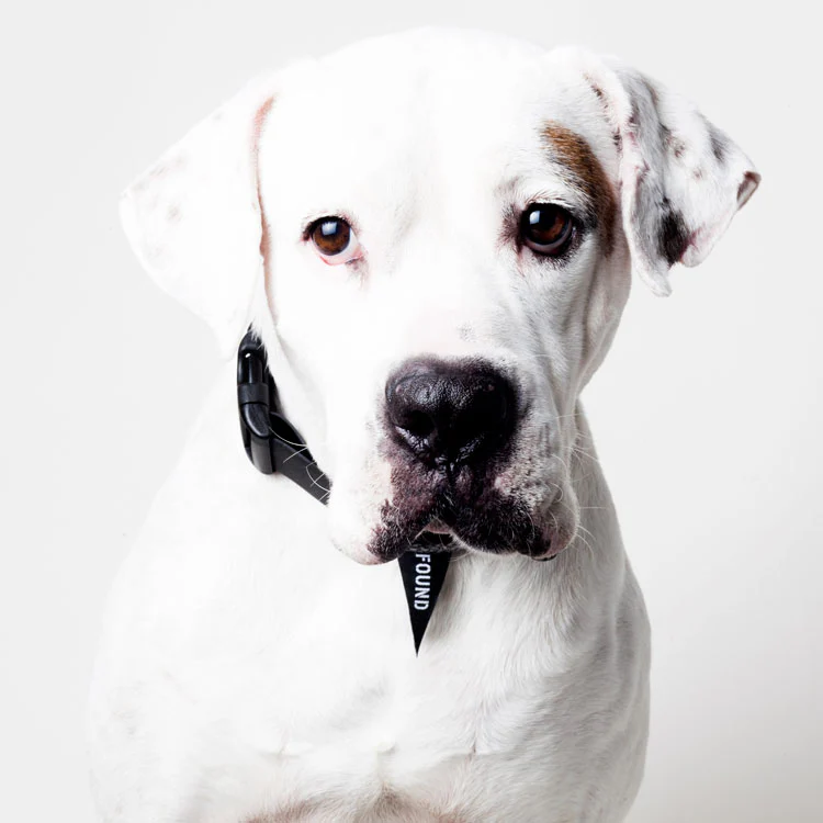 FOUND MY ANIMAL | Leather Alternative Collar in Black - Image 2