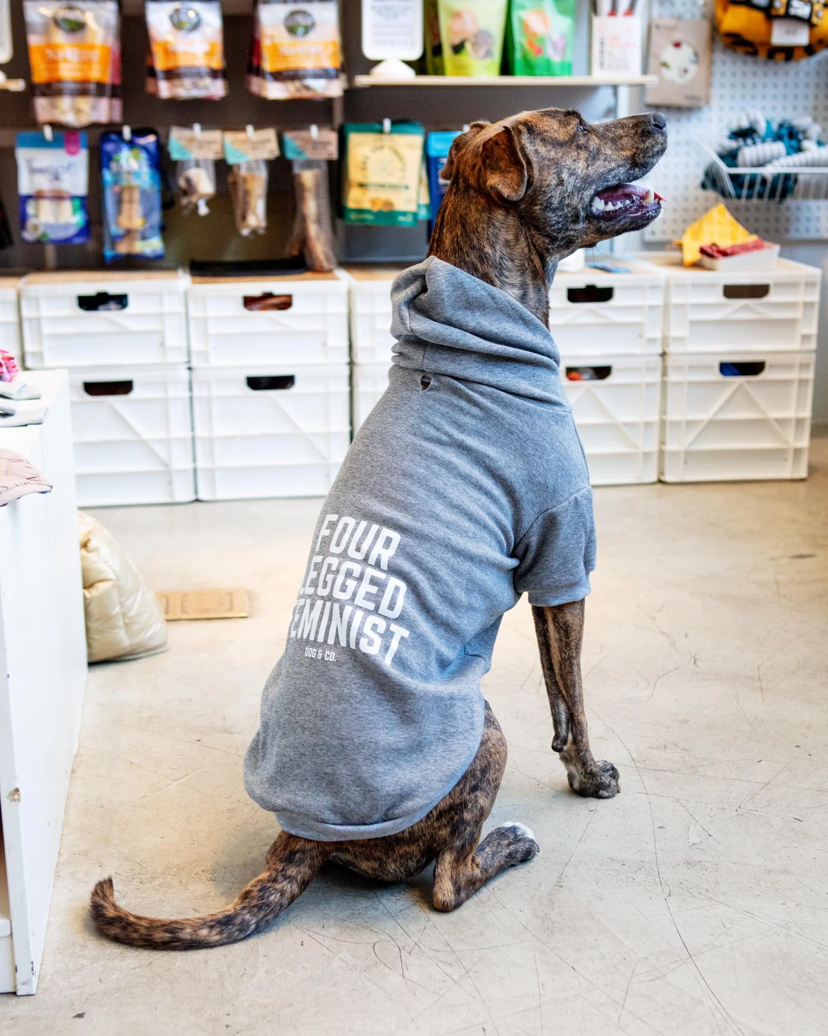 *Four Legged Feminist* Graphic Dog Hoodie (Proceeds Benefit the ACLU) - Image 3