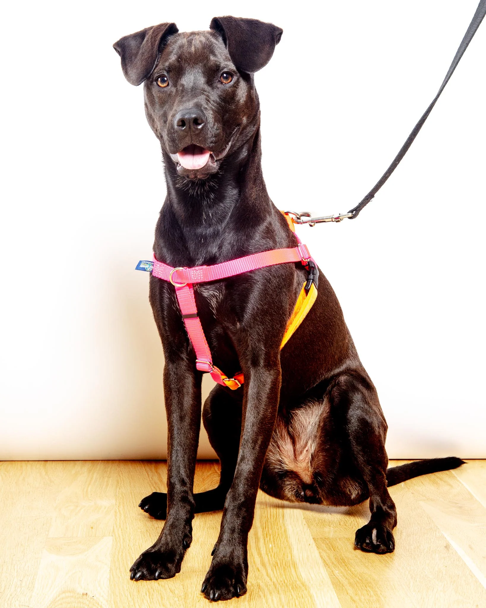 Freedom No-Pull Harness in Neon Pink & Orange (Made in the USA) - Image 3