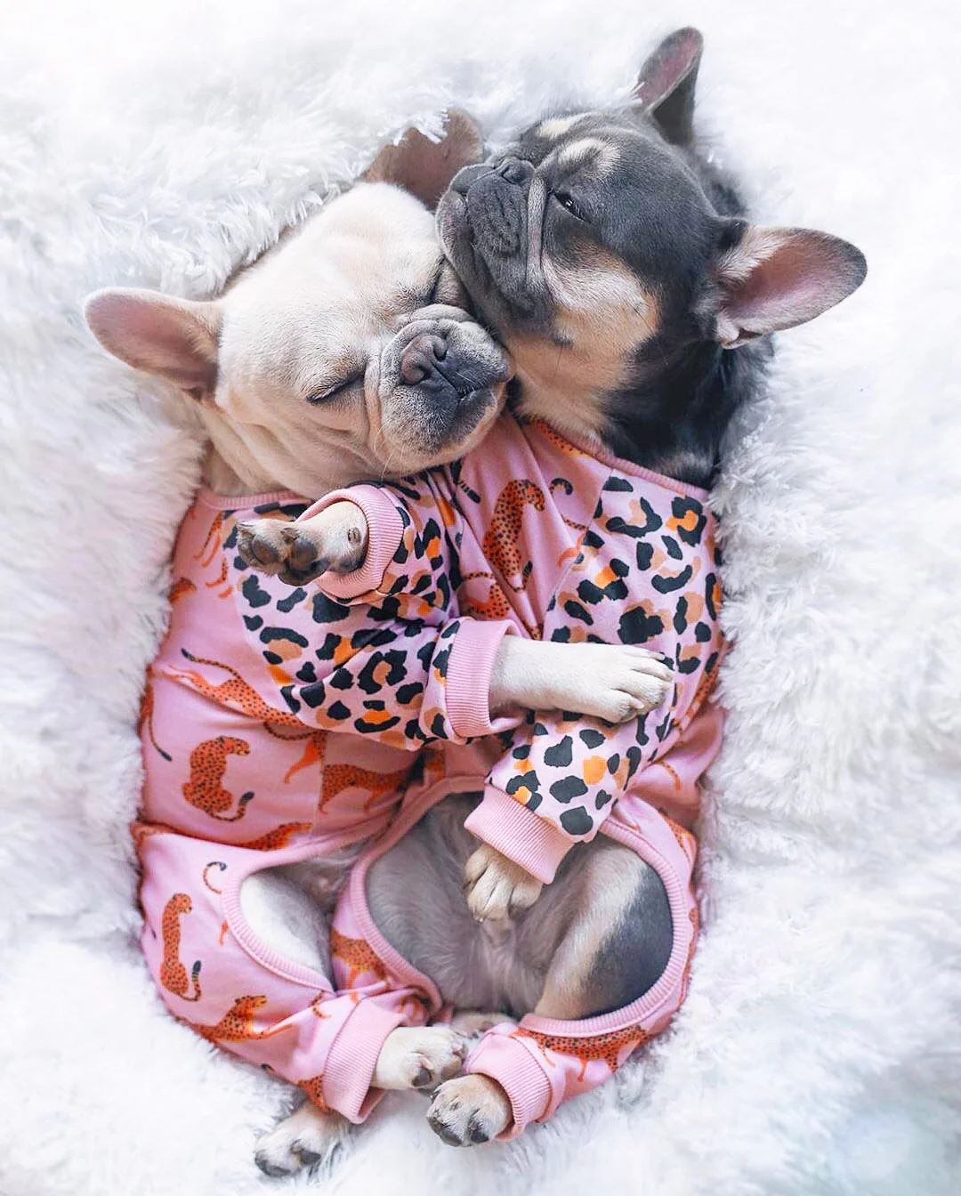 Leopard & Cheetah Print French Bulldog Pajamas (FINAL SALE) - Image 3