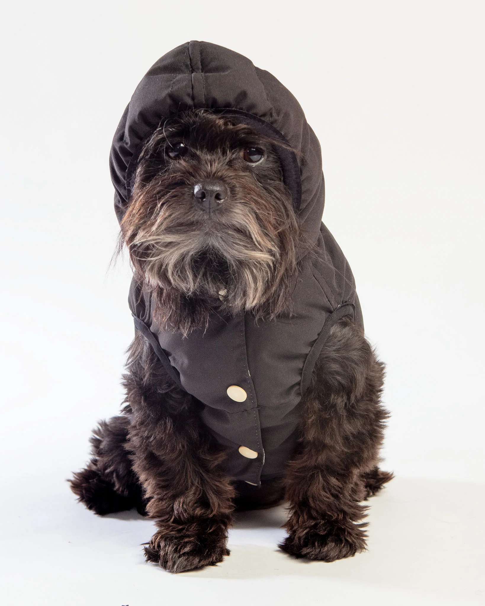 Black Aspen Puffer Dog Jacket << FINAL SALE >> - Image 11