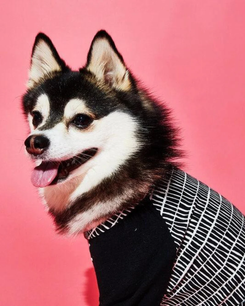 Geometric Print Dog T-Shirt (Made in the USA) - Image 3