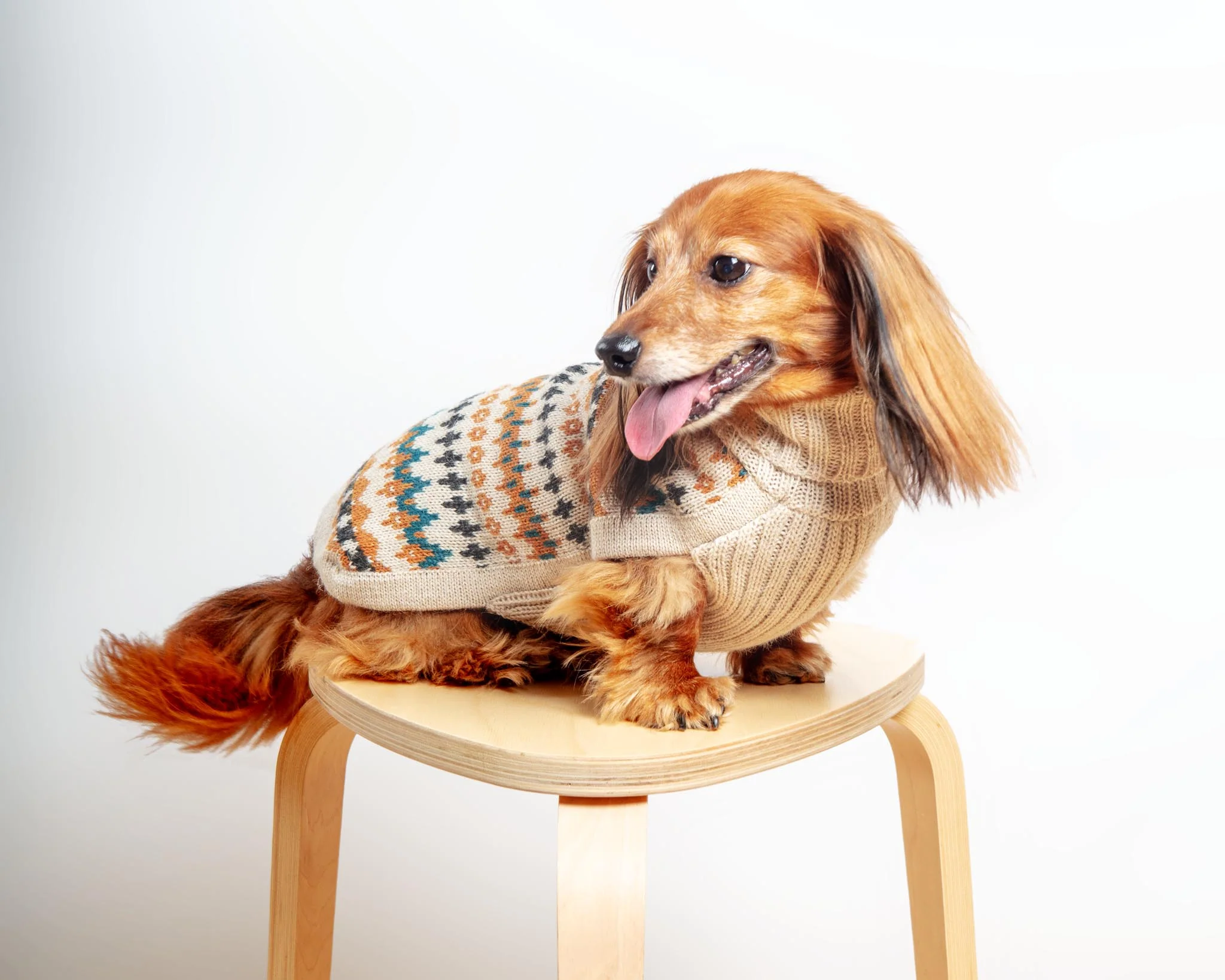 Golden Dreams Alpaca Dog Sweater (FINAL SALE) - Image 3