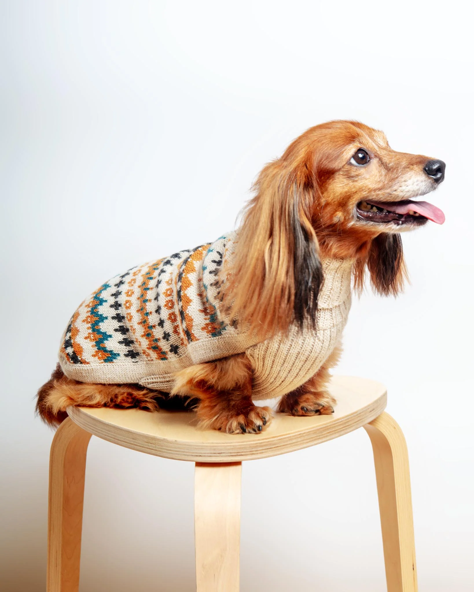 Golden Dreams Alpaca Dog Sweater (FINAL SALE) - Image 4