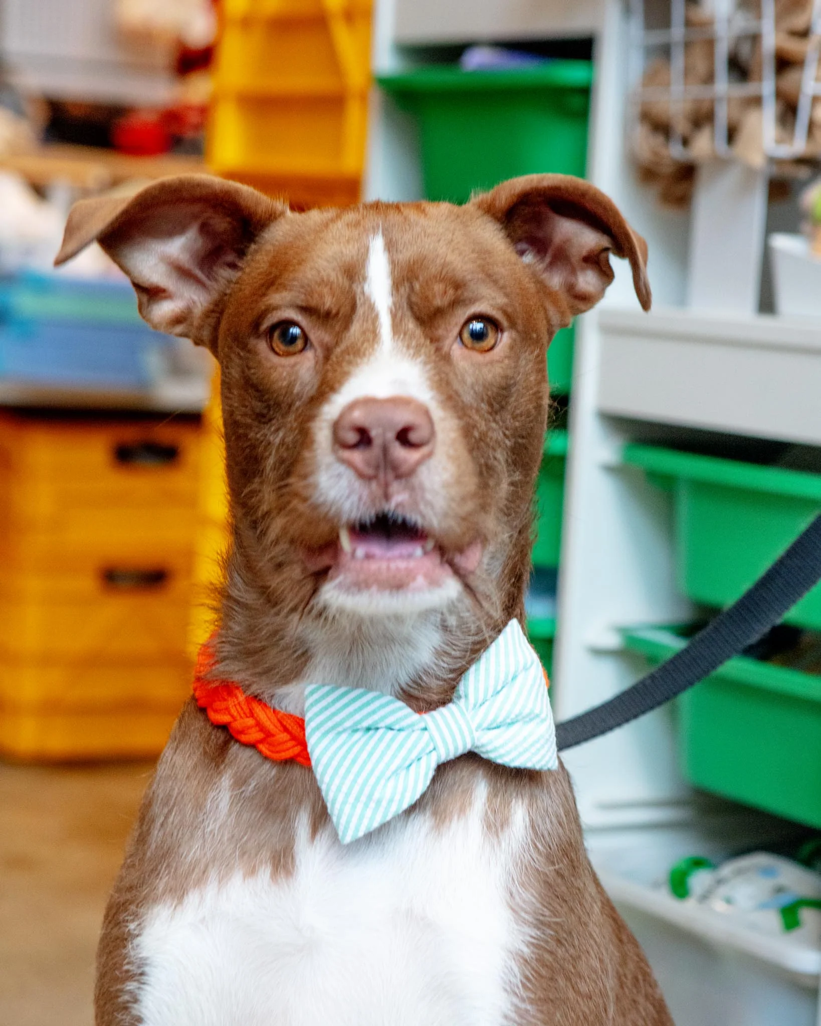 Green Seersucker Dog Bow Tie