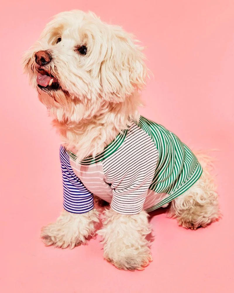 Green & White Striped Dog T-Shirt (Made in the USA) - Image 3