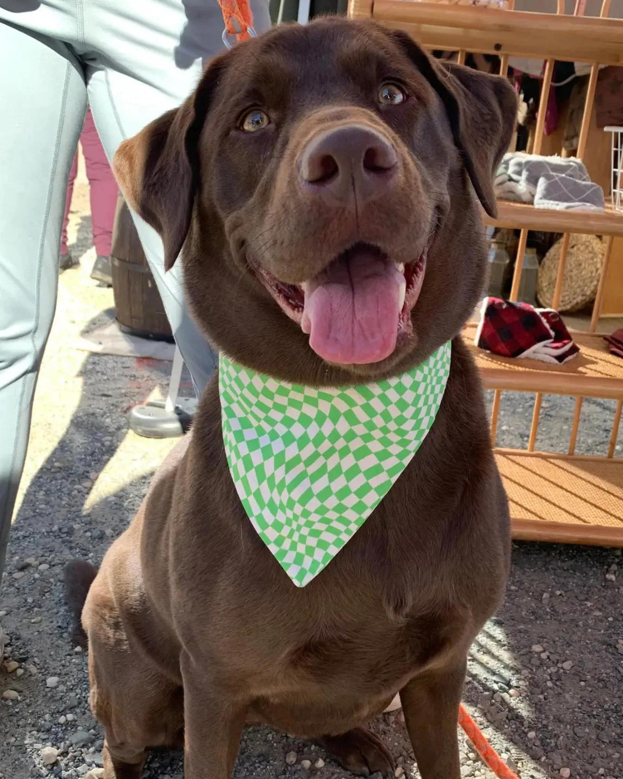 Groovy Pooch Dog Bandana (Made In the USA) (FINAL SALE) - Image 2