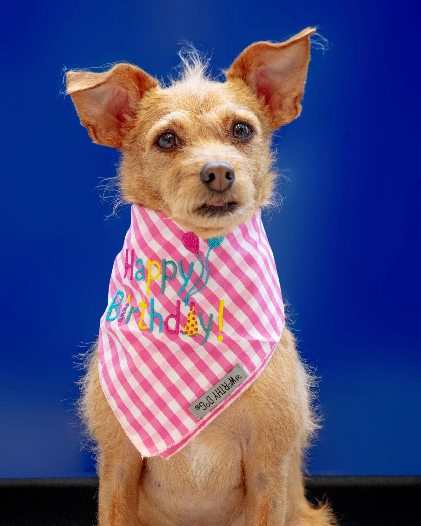 Happy Birthday Gingham Dog Bandana - Image 2