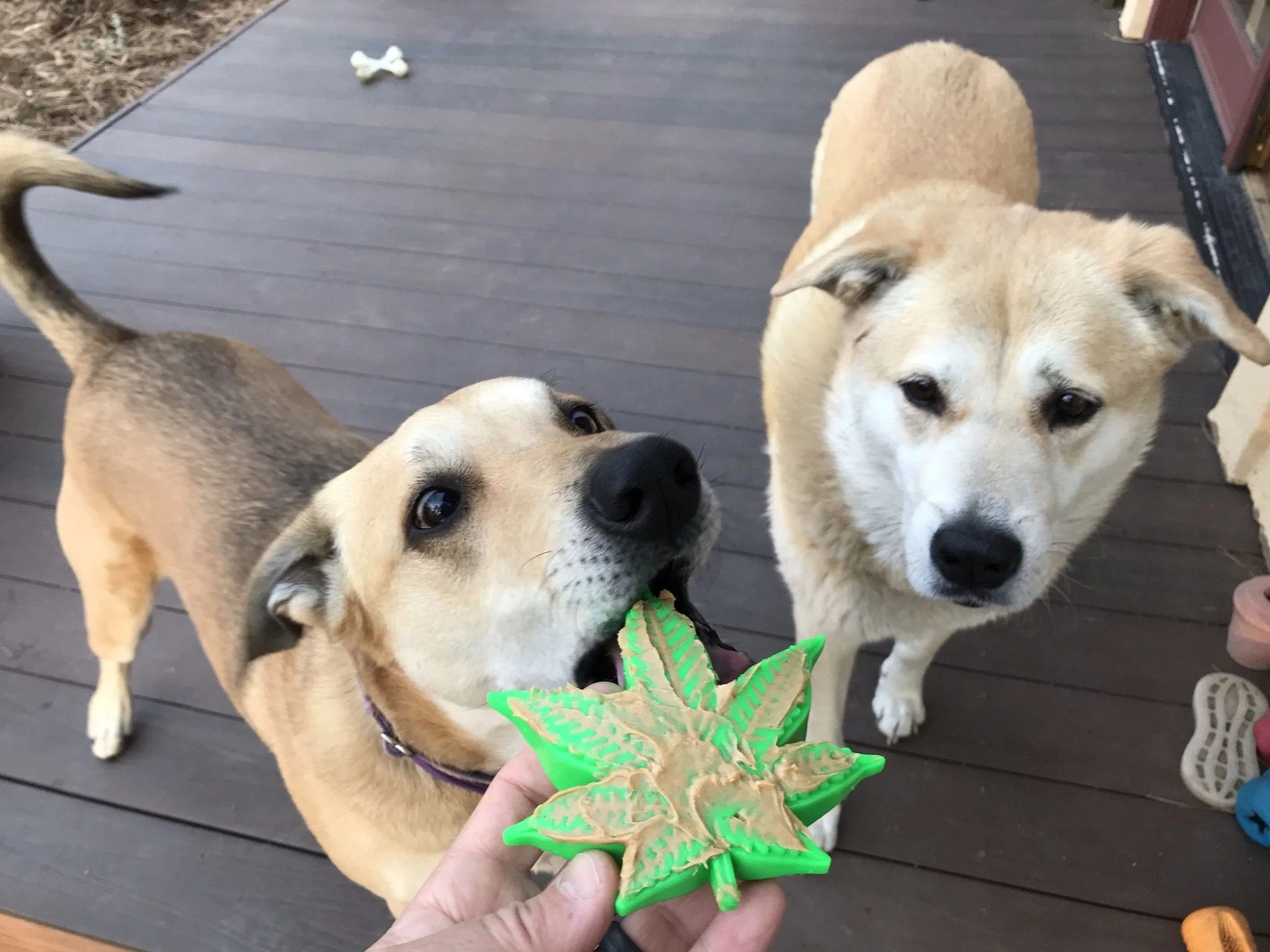 Happy Leaf Durable Nylon Dog Toy (Made in the USA) - Image 4