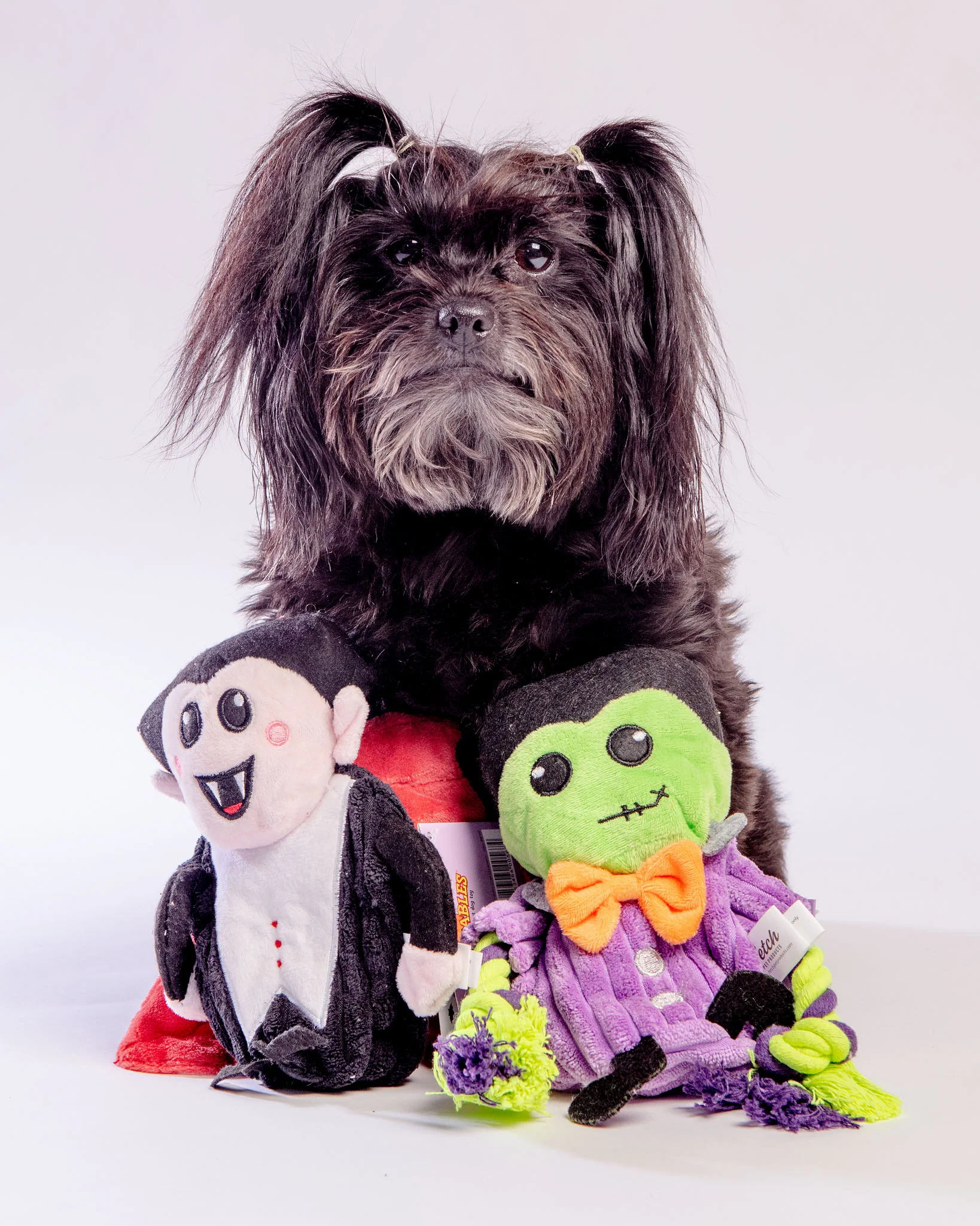 Hatchables Howl-O-Ween Drac-U-Lantern Interactive Dog Toy - Image 6