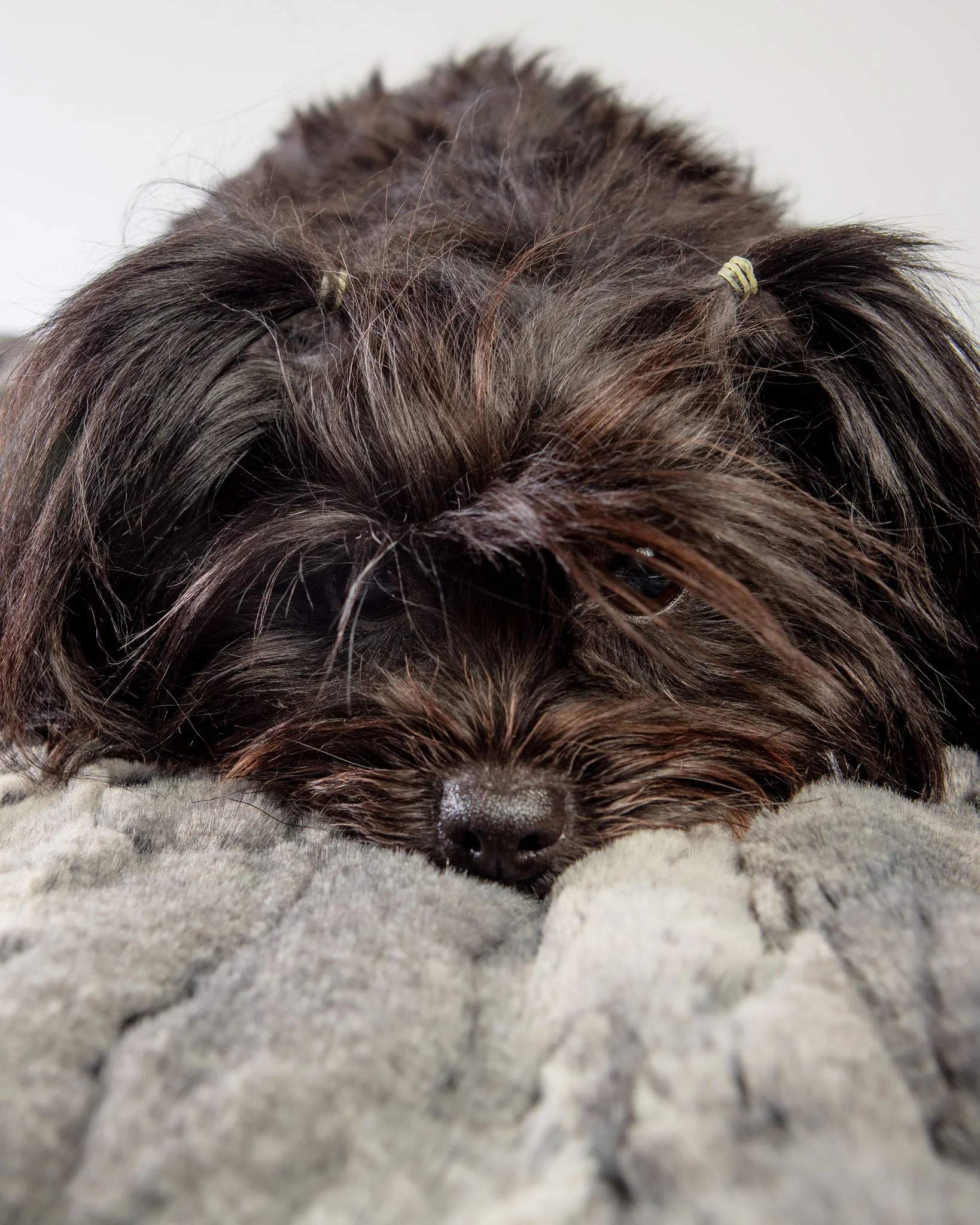 Luxe Granite Plush Dog Blanket (Made in the USA) - Image 2