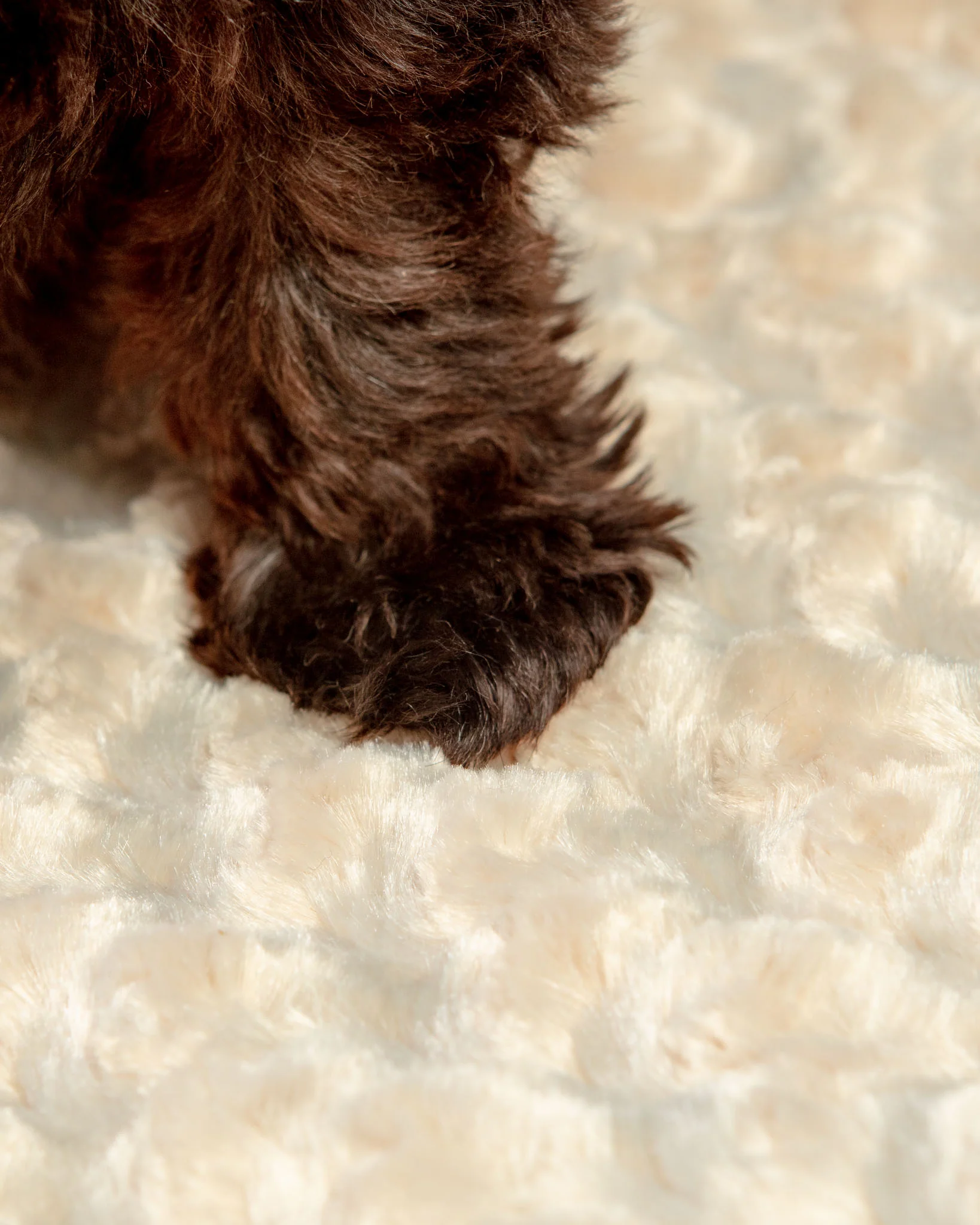 Rosebud Dog Blanket in Tan (Made in the USA) - Image 2