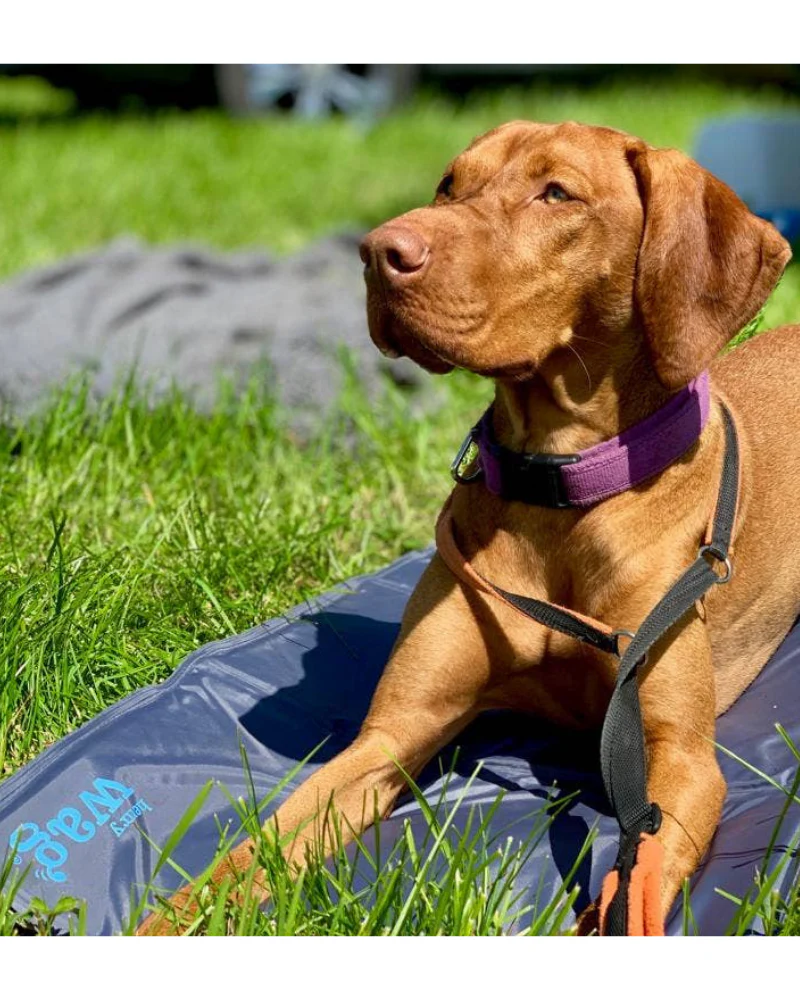 Gel Cooling Mat (for Cooler Dogs!) - Image 3