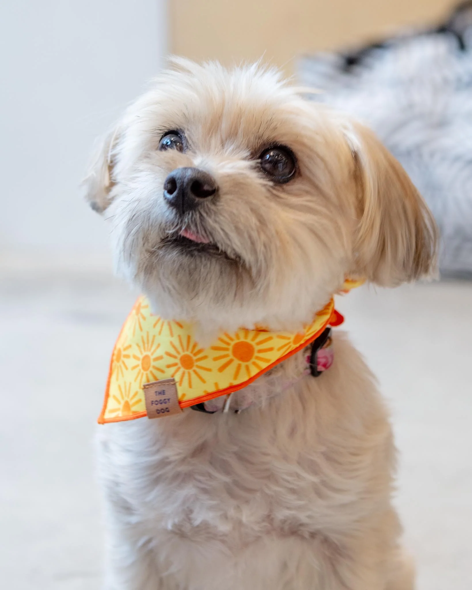 Here Comes the Sun Dog Bandana (Made in the USA) (FINAL SALE) - Image 4