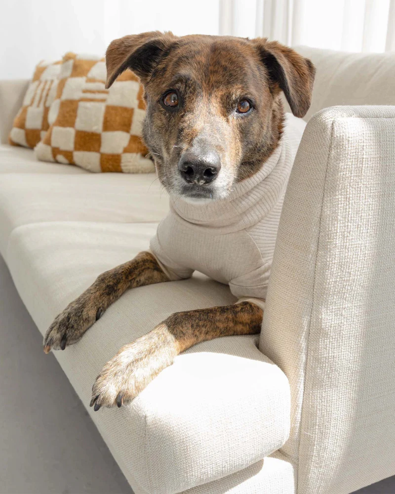 High-Neck Dog Onesie in Beige (FINAL SALE) - Image 4