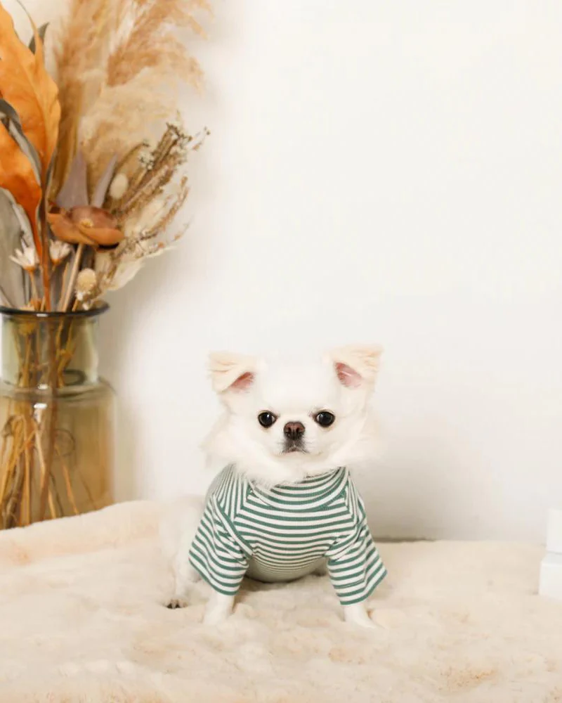 High Neck Striped Dog Shirt