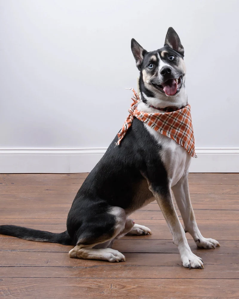 Fall Plaid Dog Banana Set (3-Pack) (FINAL SALE) - Image 3