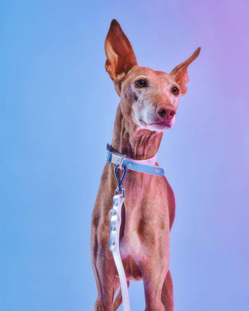 Holographic Lunar Dog Leash (FINAL SALE) - Image 5
