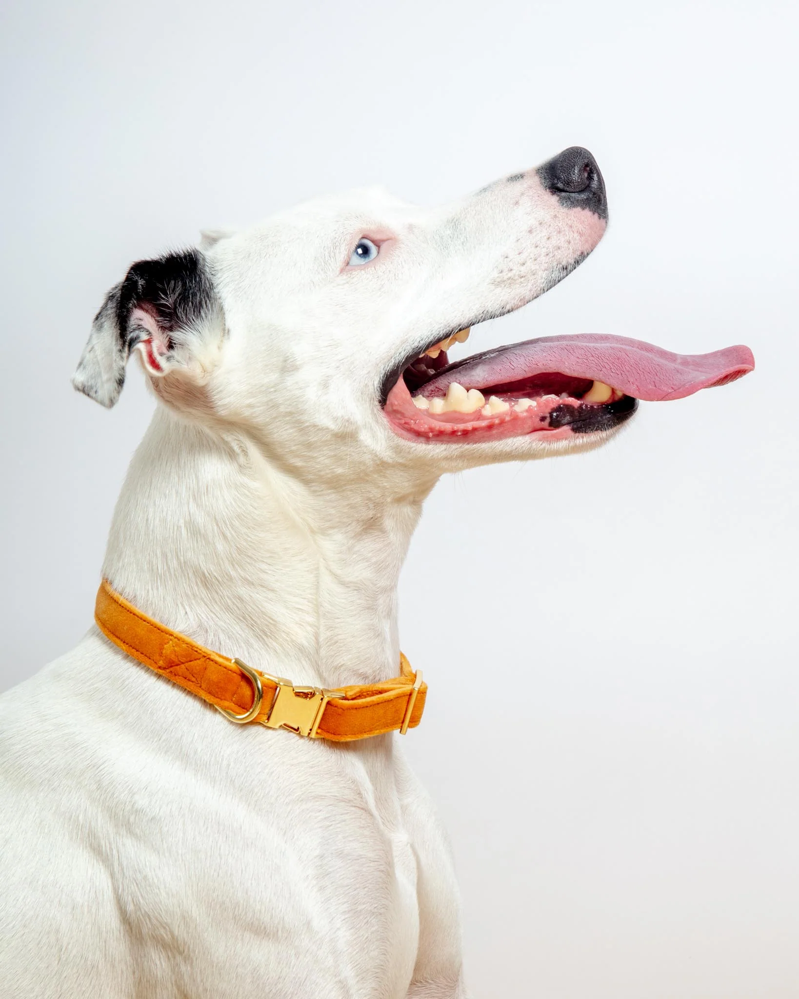 Honey Velvet Dog Collar (Made in the USA) (FINAL SALE)