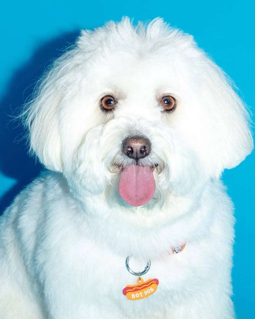Hot Dog Collar Charm - Image 2