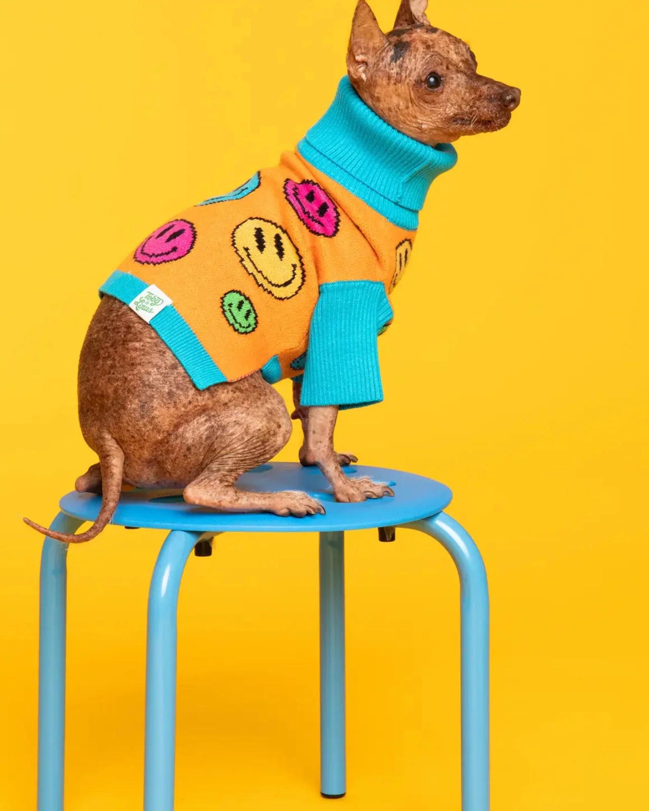 How Are You Feeling? Dog Sweater - Image 3