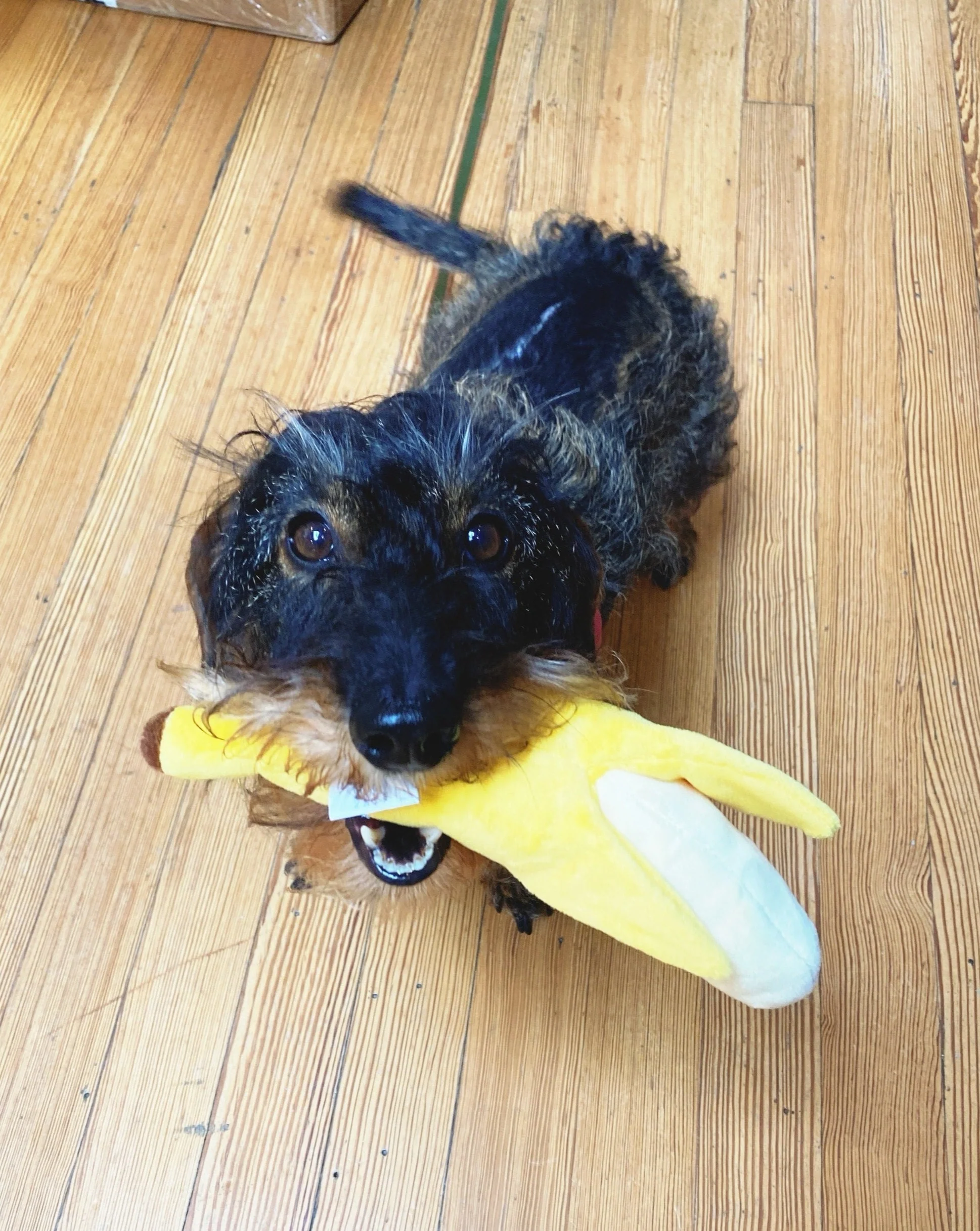 Crinkly Banana Dog Toy - Image 2