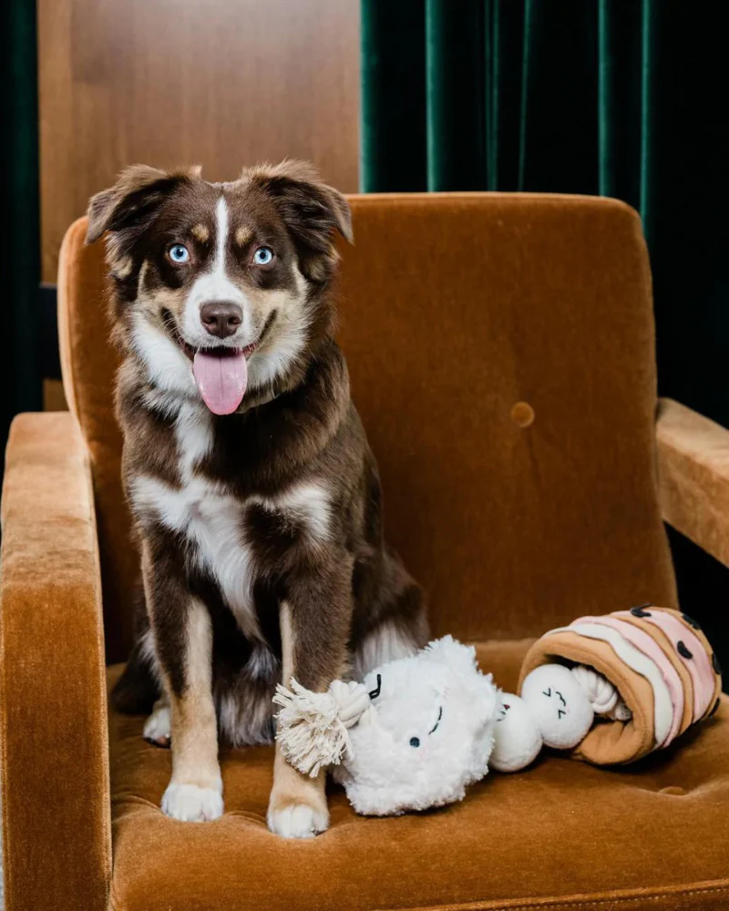 Boba Interactive Snuffle Dog Toy - Image 6