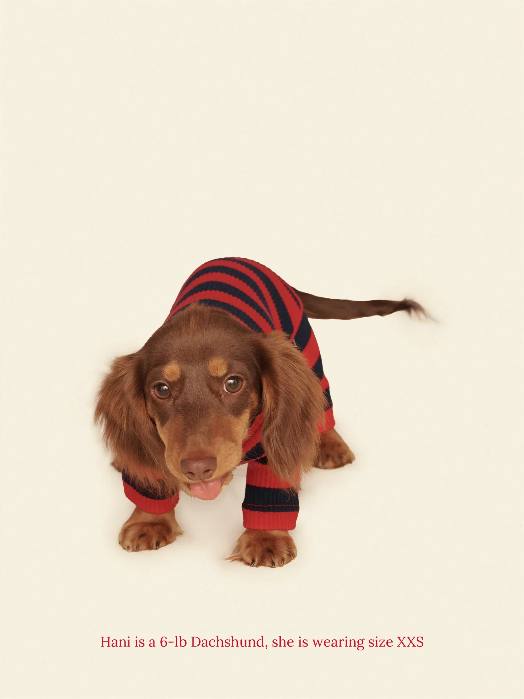 Ivy League Ribbed Dog Onesie - Image 6