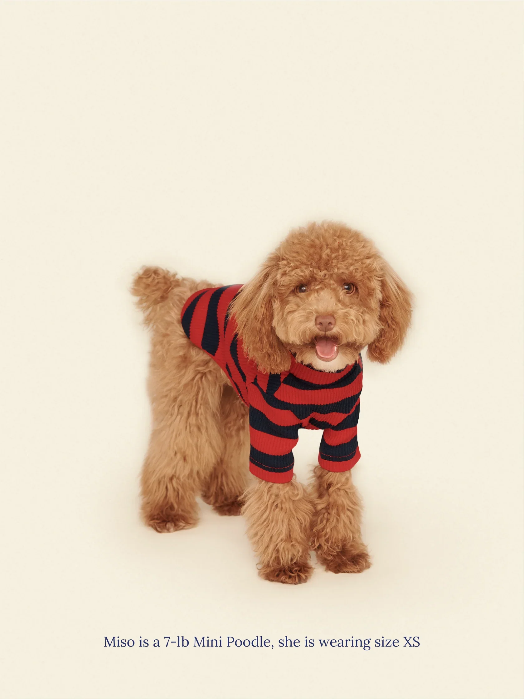 Ivy League Ribbed Dog Shirt - Image 4