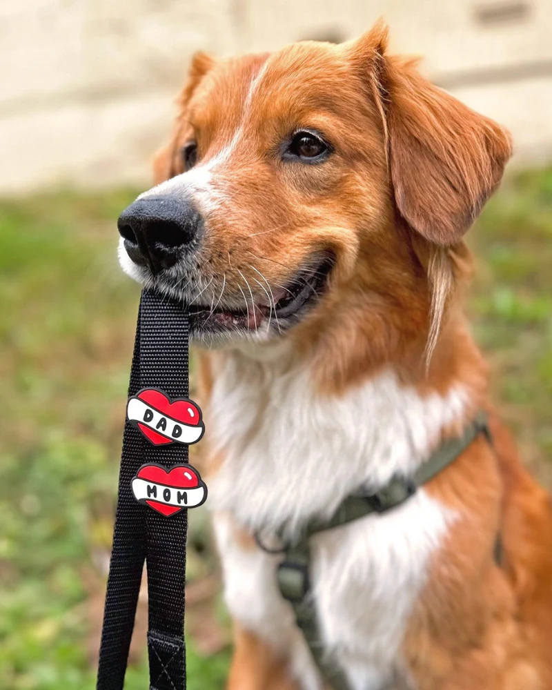 Jiby Silicone Slide On Pet Charms - Image 14