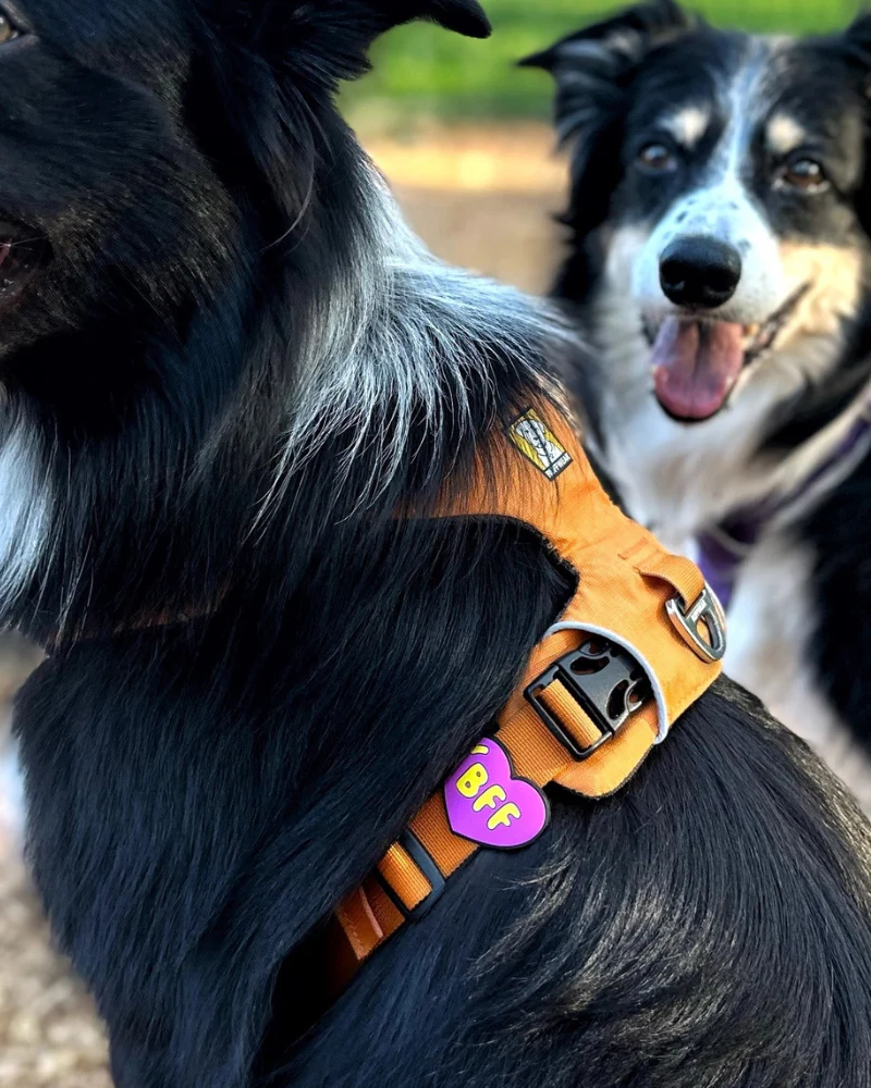 Jiby Silicone Slide On Pet Charms - Image 16