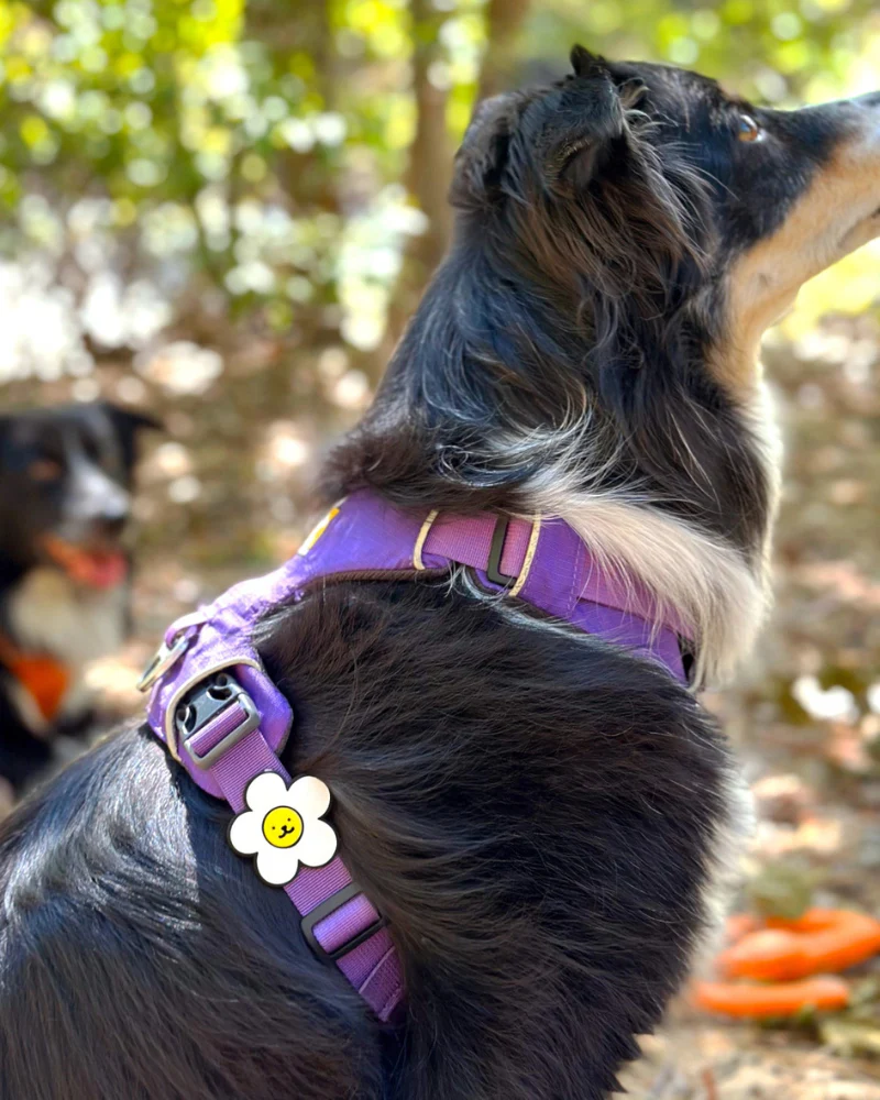 Jiby Silicone Slide On Pet Charms - Image 21