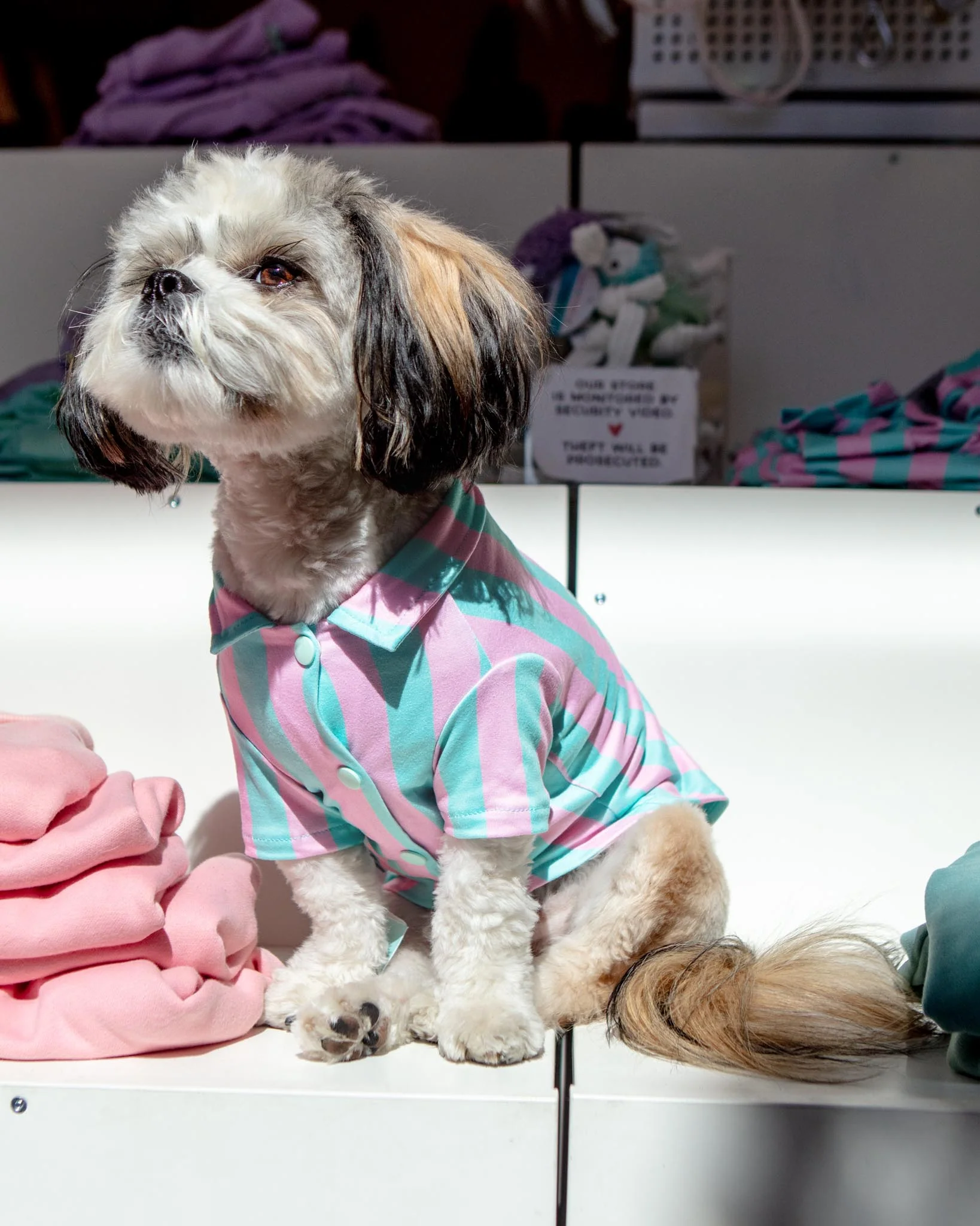 Stripey Poolside Button-Down Dog Shirt (Made in the USA) (FINAL SALE)