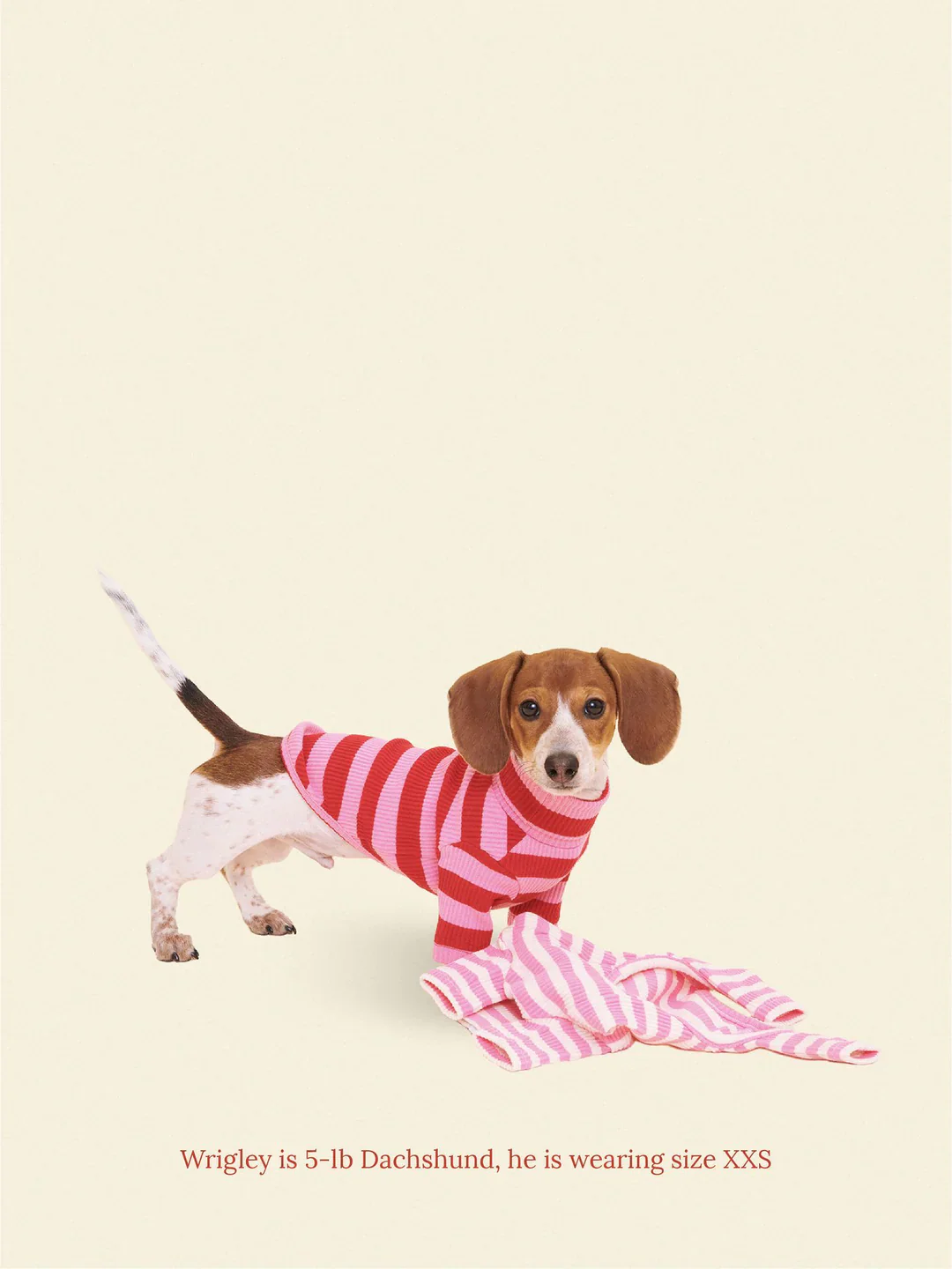 Kiss Me Ribbed Dog Shirt (FINAL SALE) - Image 3