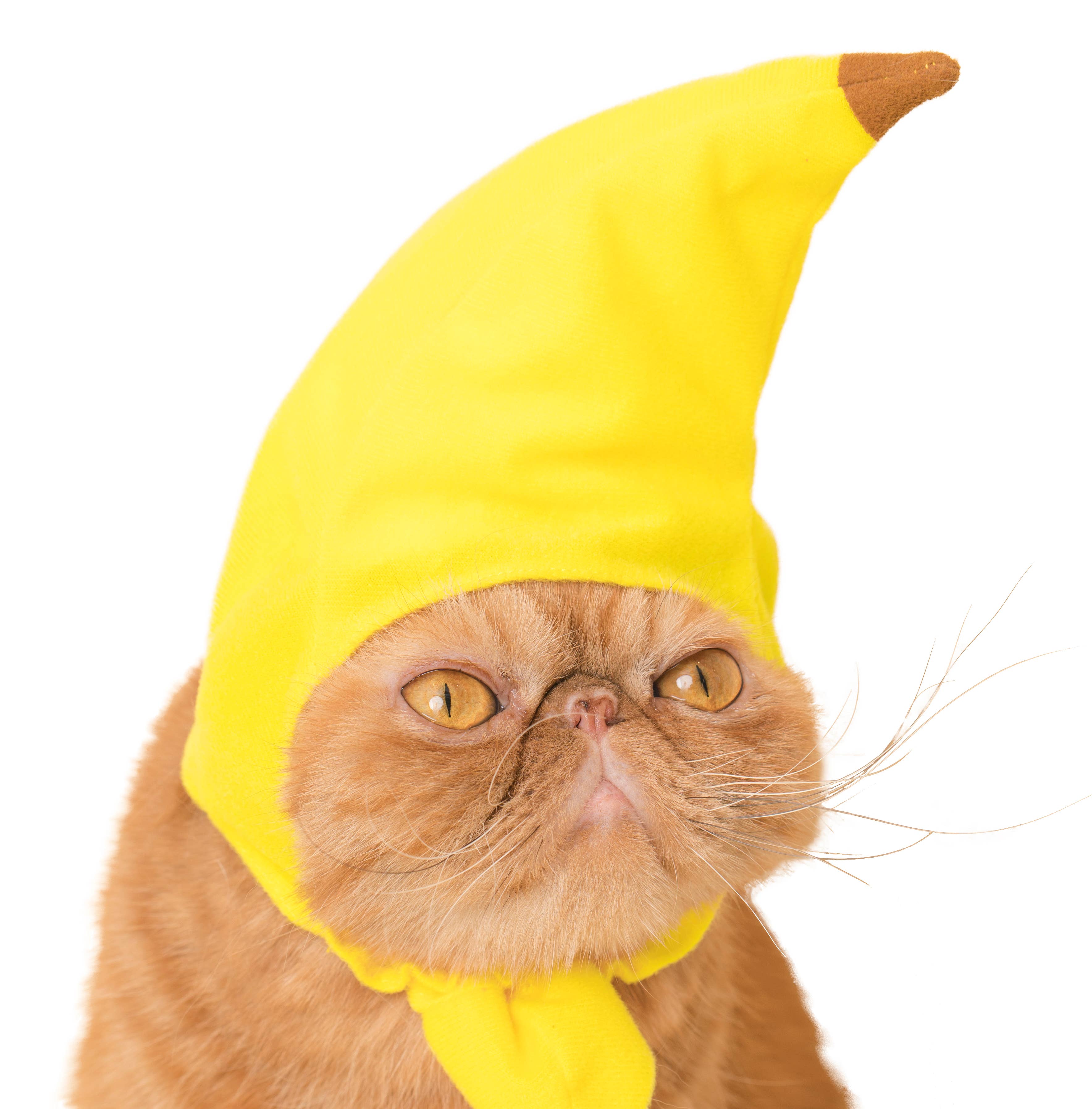 Bear Cap for Cats (Surprise Box) - Image 2