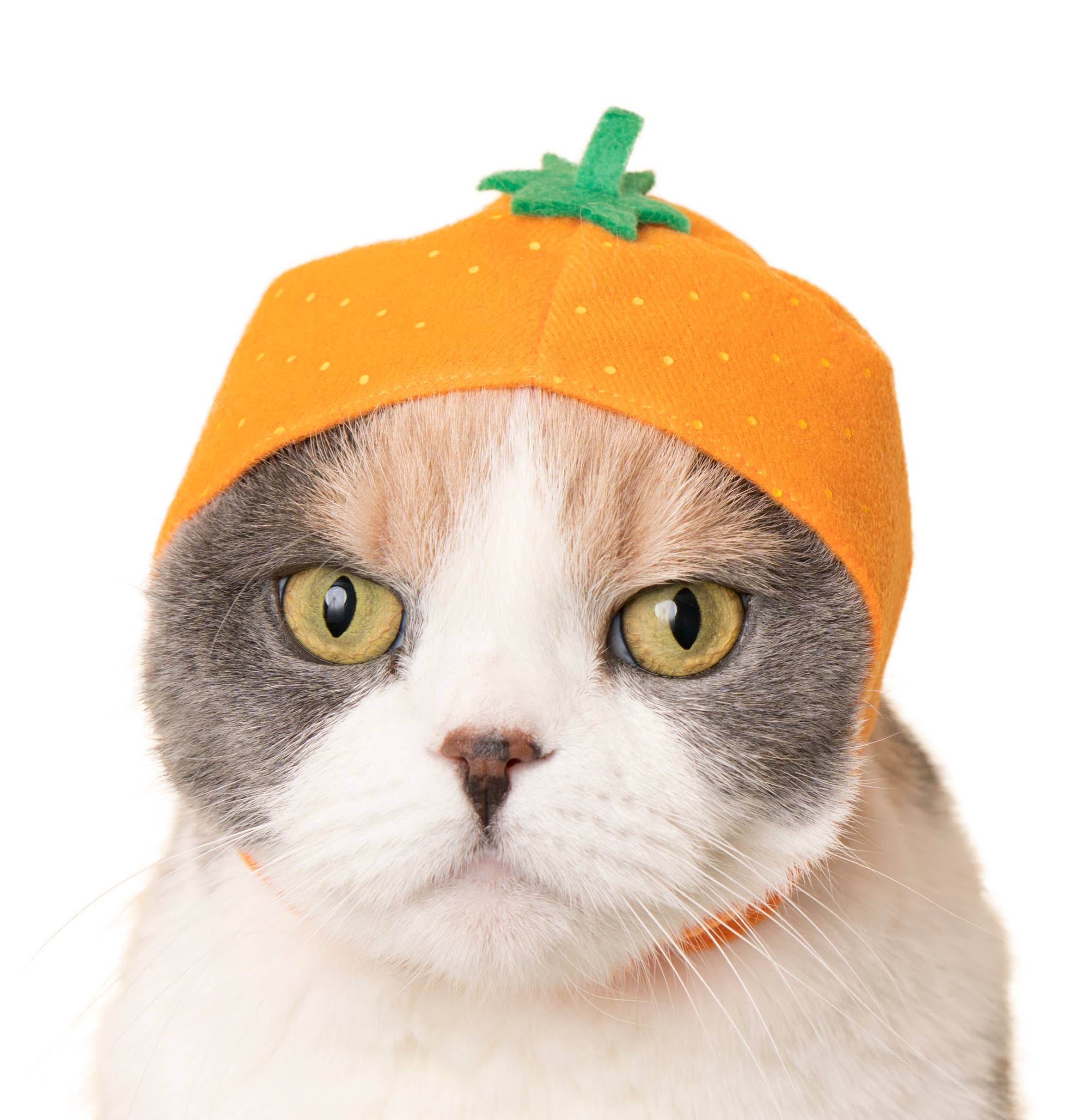 Bear Cap for Cats (Surprise Box) - Image 6