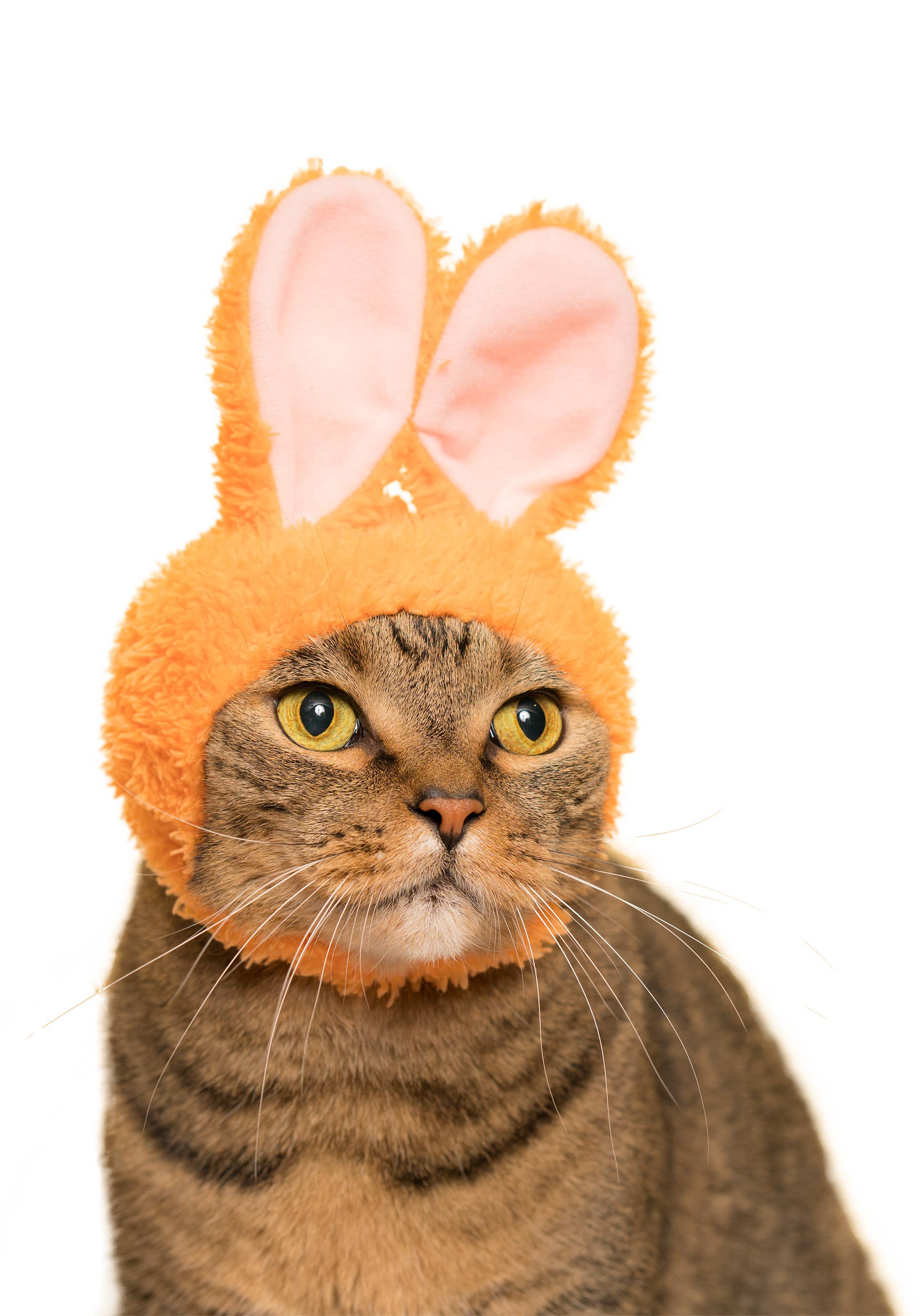 Rabbit Cap for Cats (Surprise Box) - Image 4