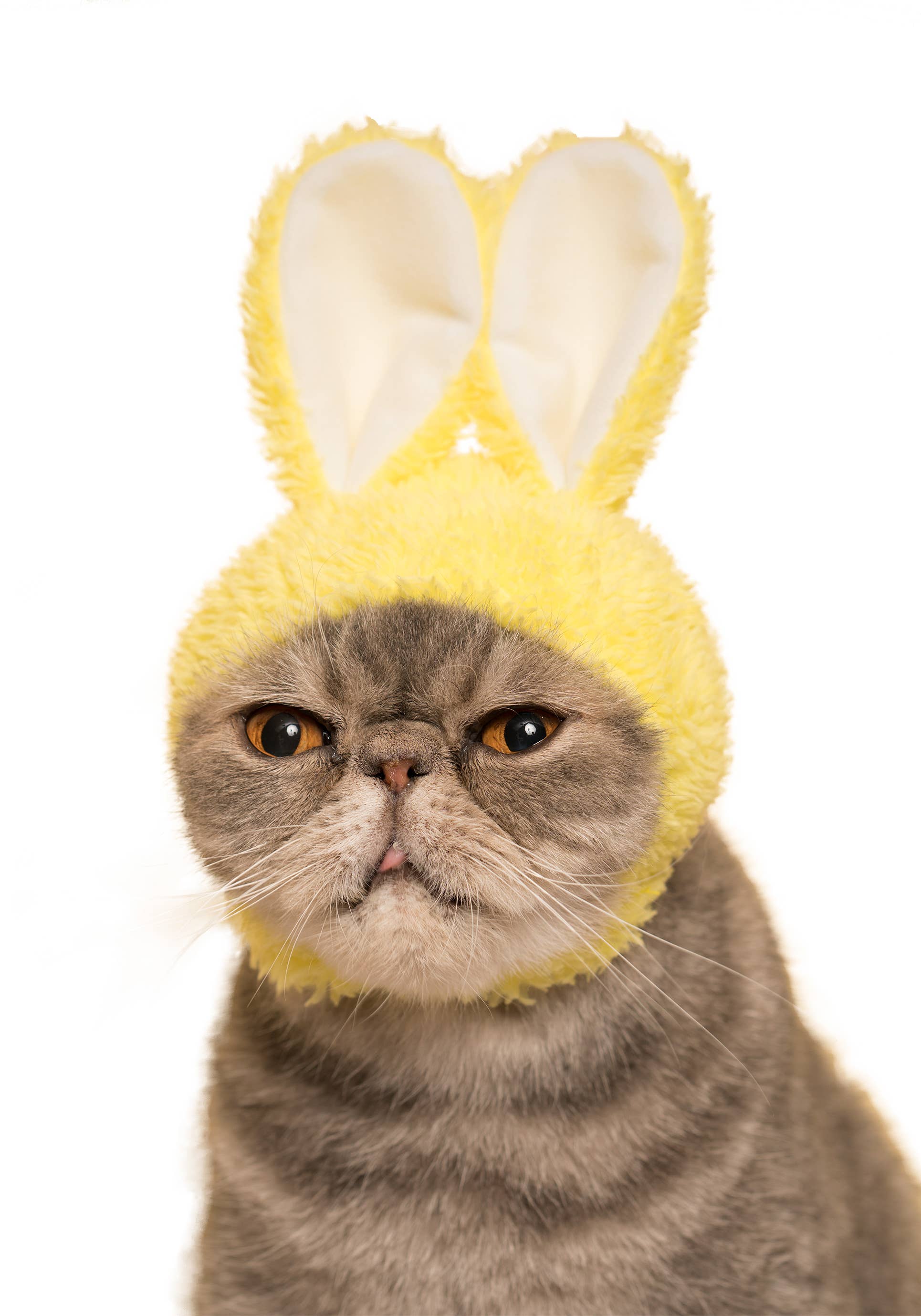 Rabbit Cap for Cats (Surprise Box) - Image 5