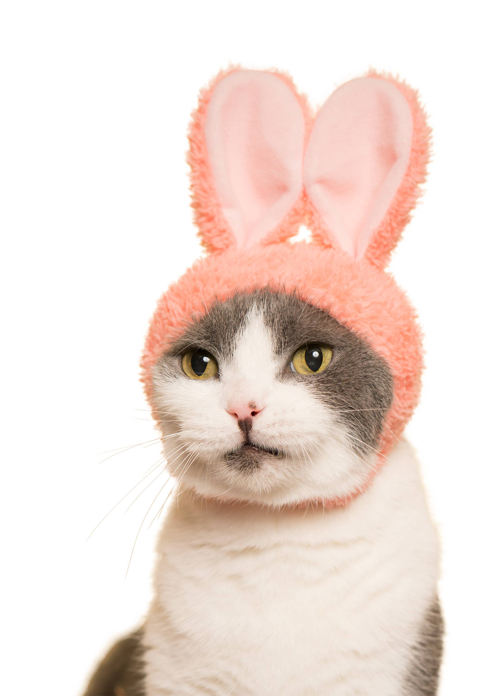 Rabbit Cap for Cats (Surprise Box) - Image 6