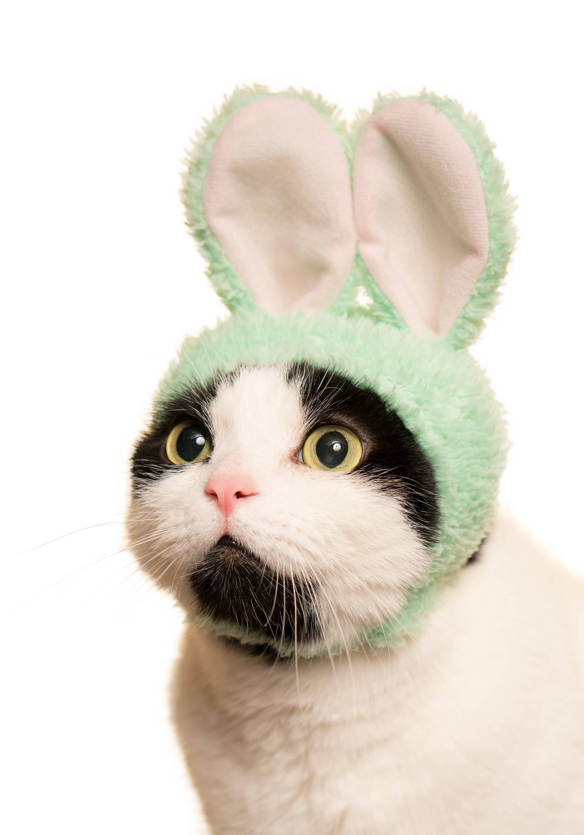 Rabbit Cap for Cats (Surprise Box) - Image 7