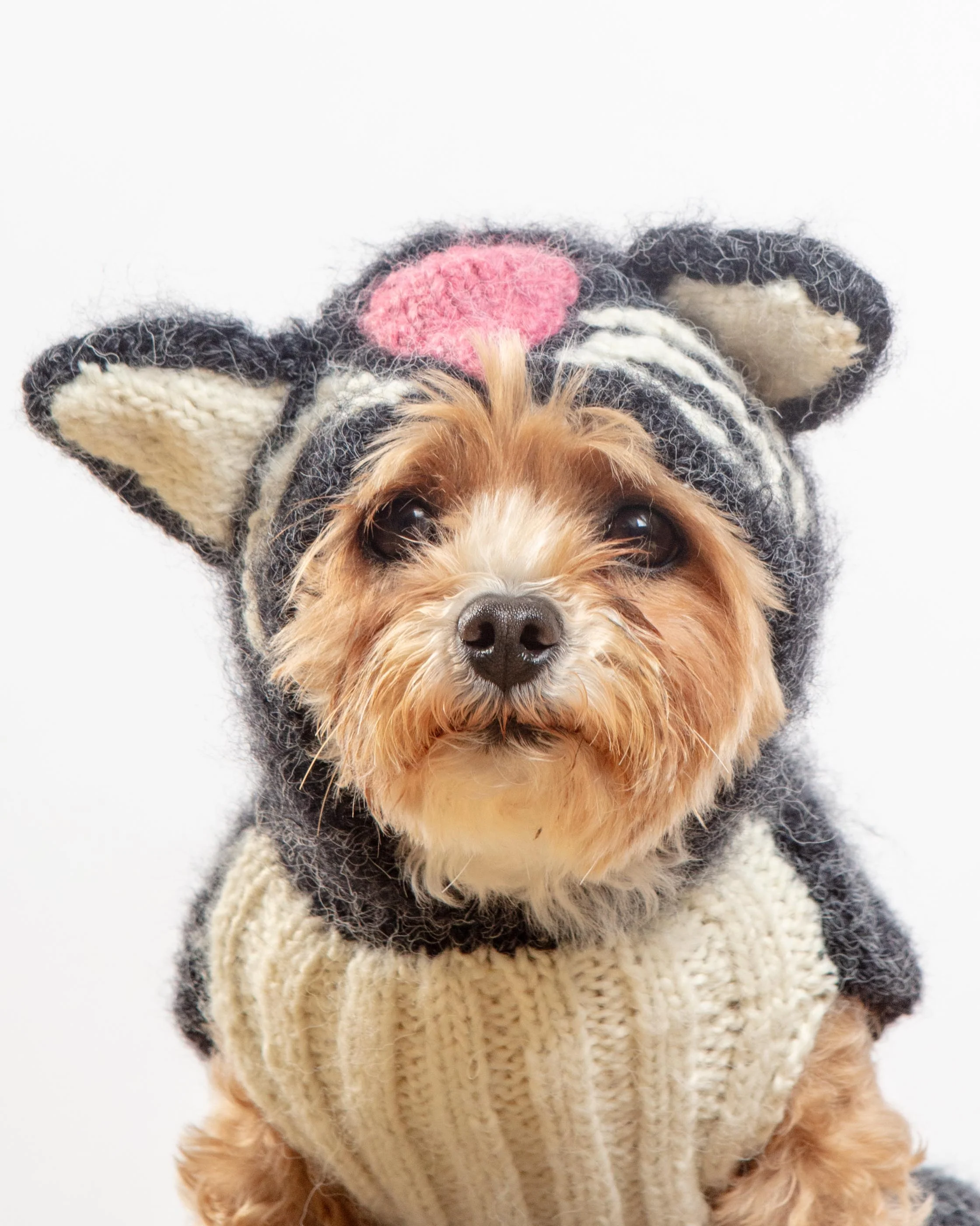 Kitty-Kat Handknit Dog Sweater (DOG & CO. Exclusive) - Image 2
