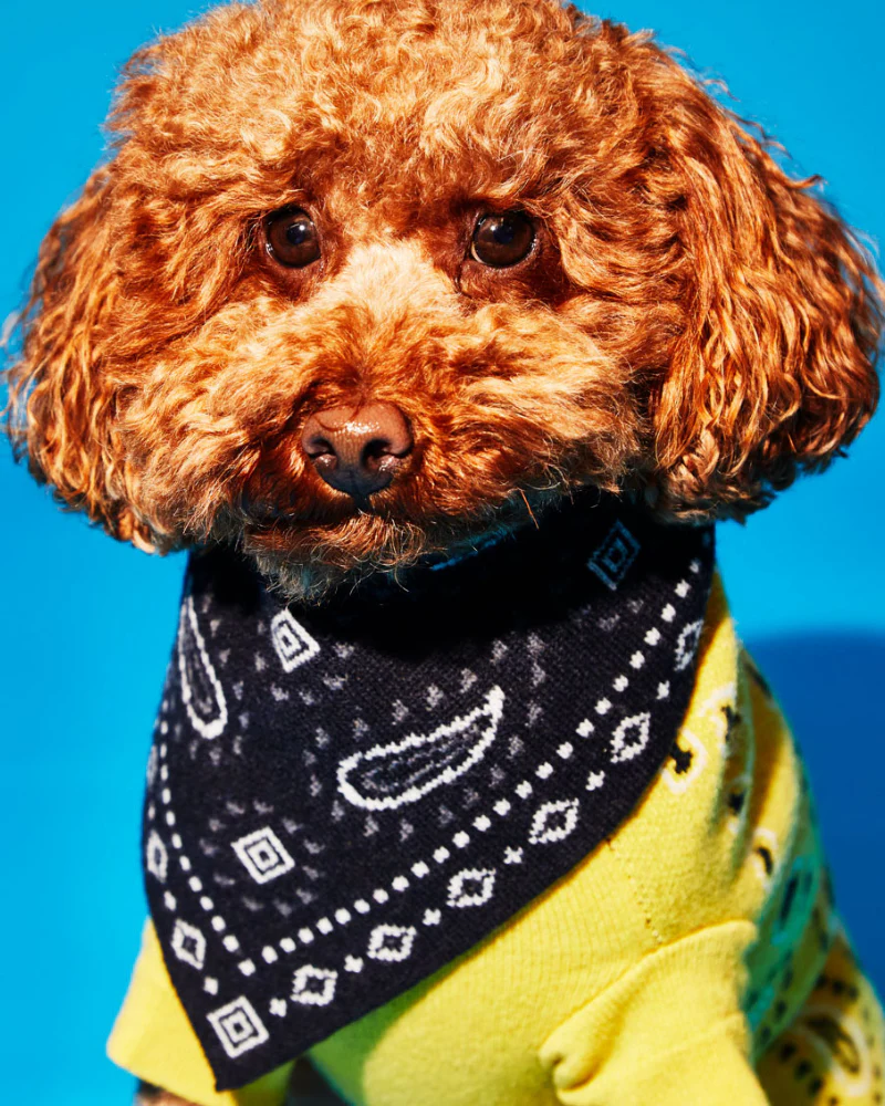 Knit Dog Bandana in Black Merino Wool (FINAL SALE) - Image 2