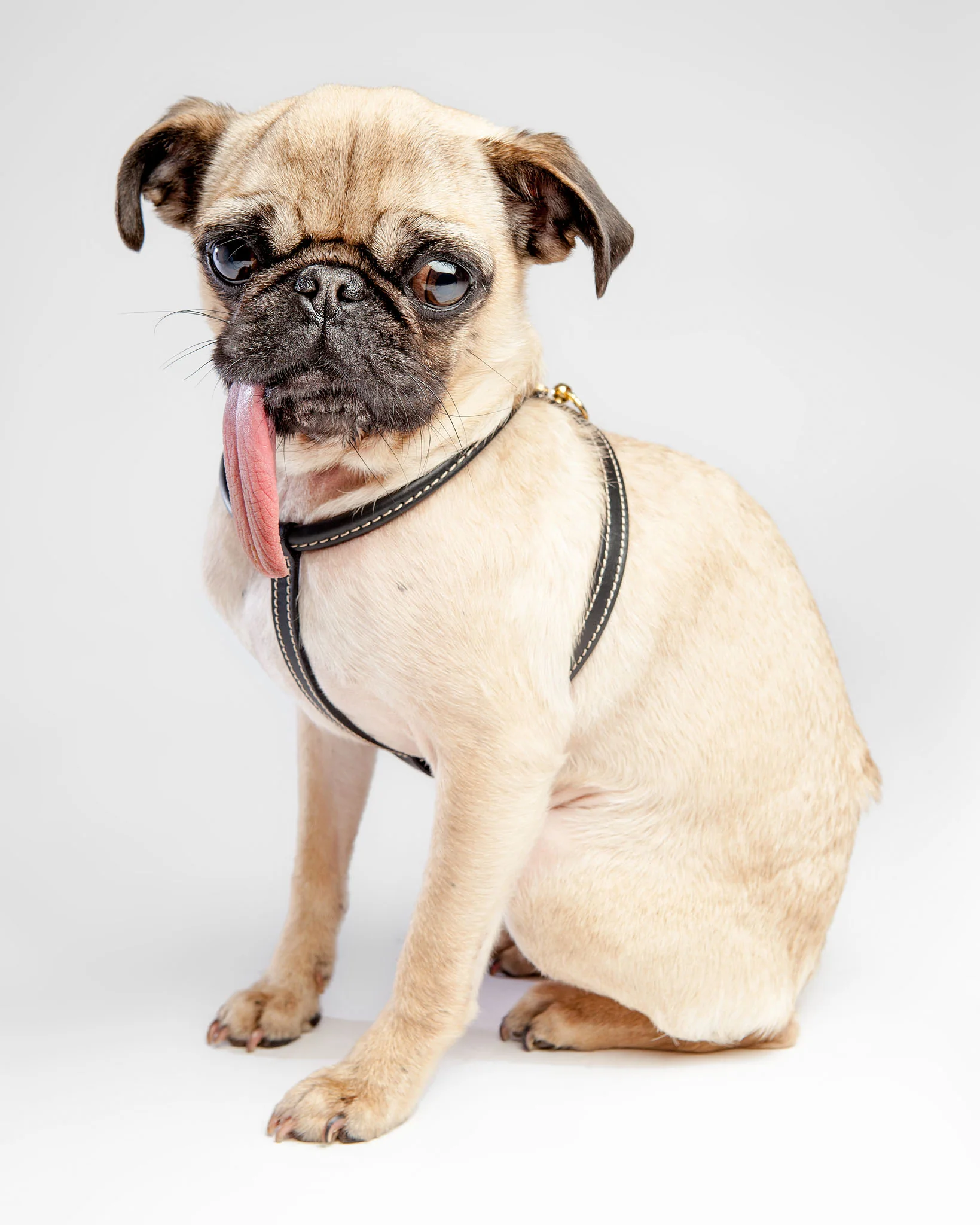 Italian Leather Dog Harness in Classic Black